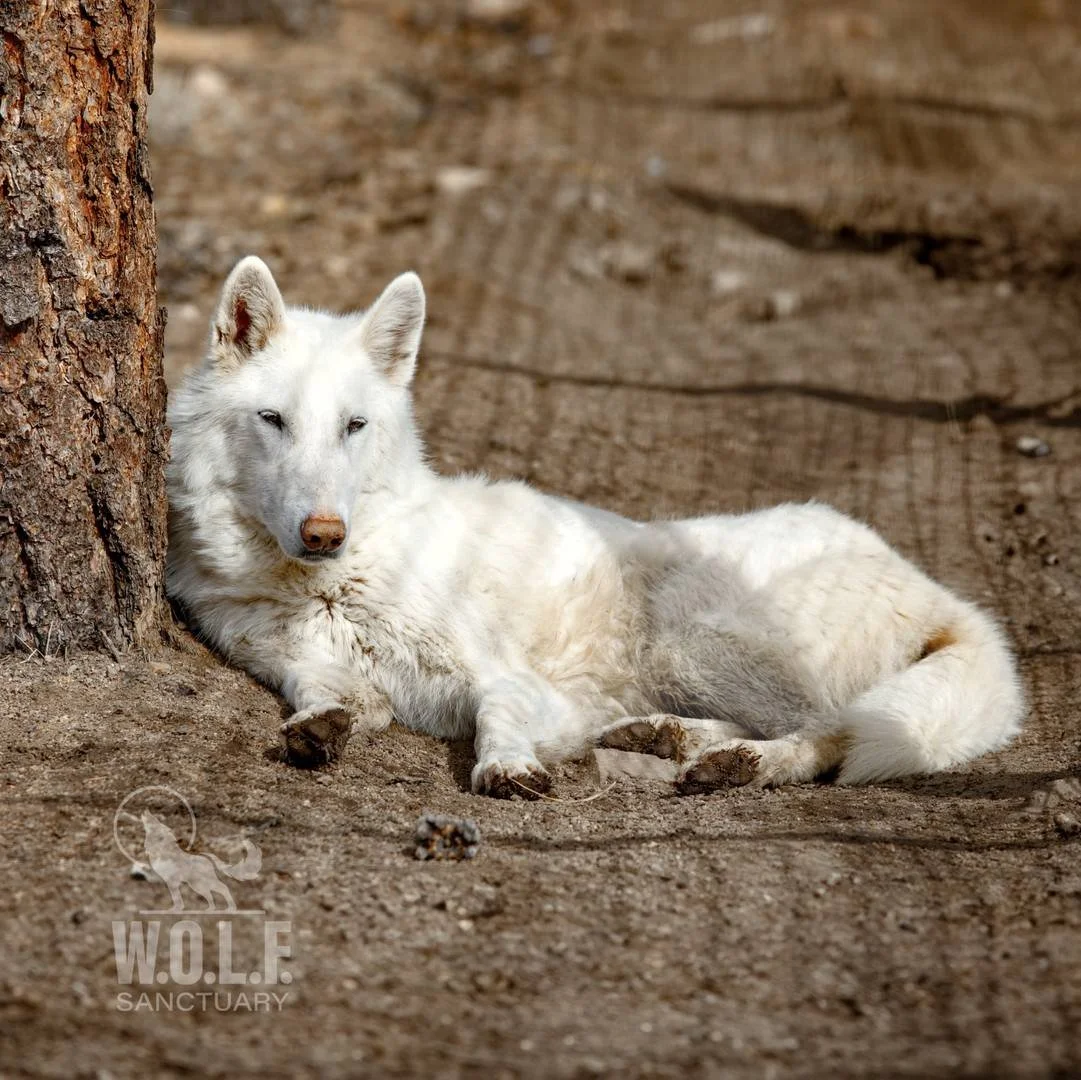 WOLFSanctuary_Photo5.jpg