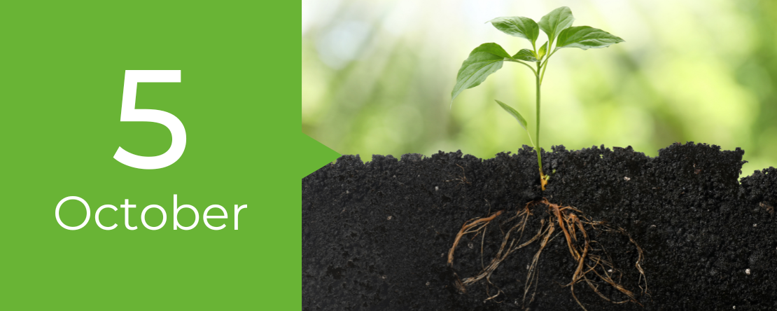 Understanding the Roots: Digging Deeper