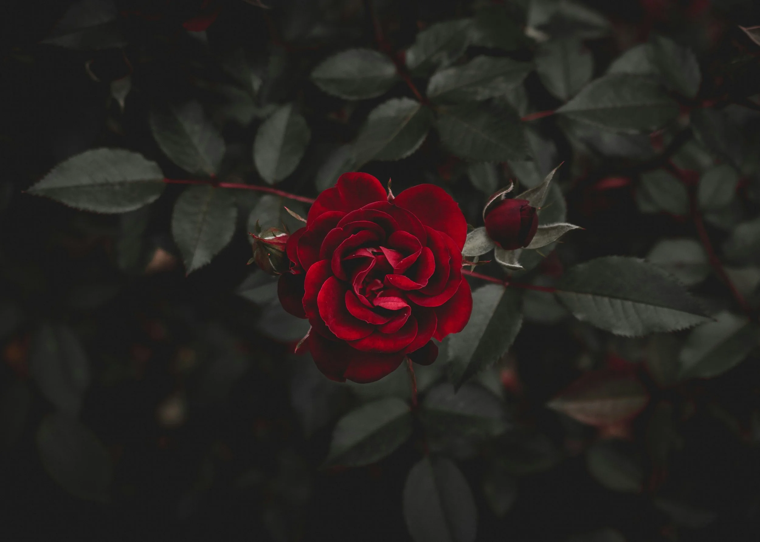 Hope from a thousand-year-old rose