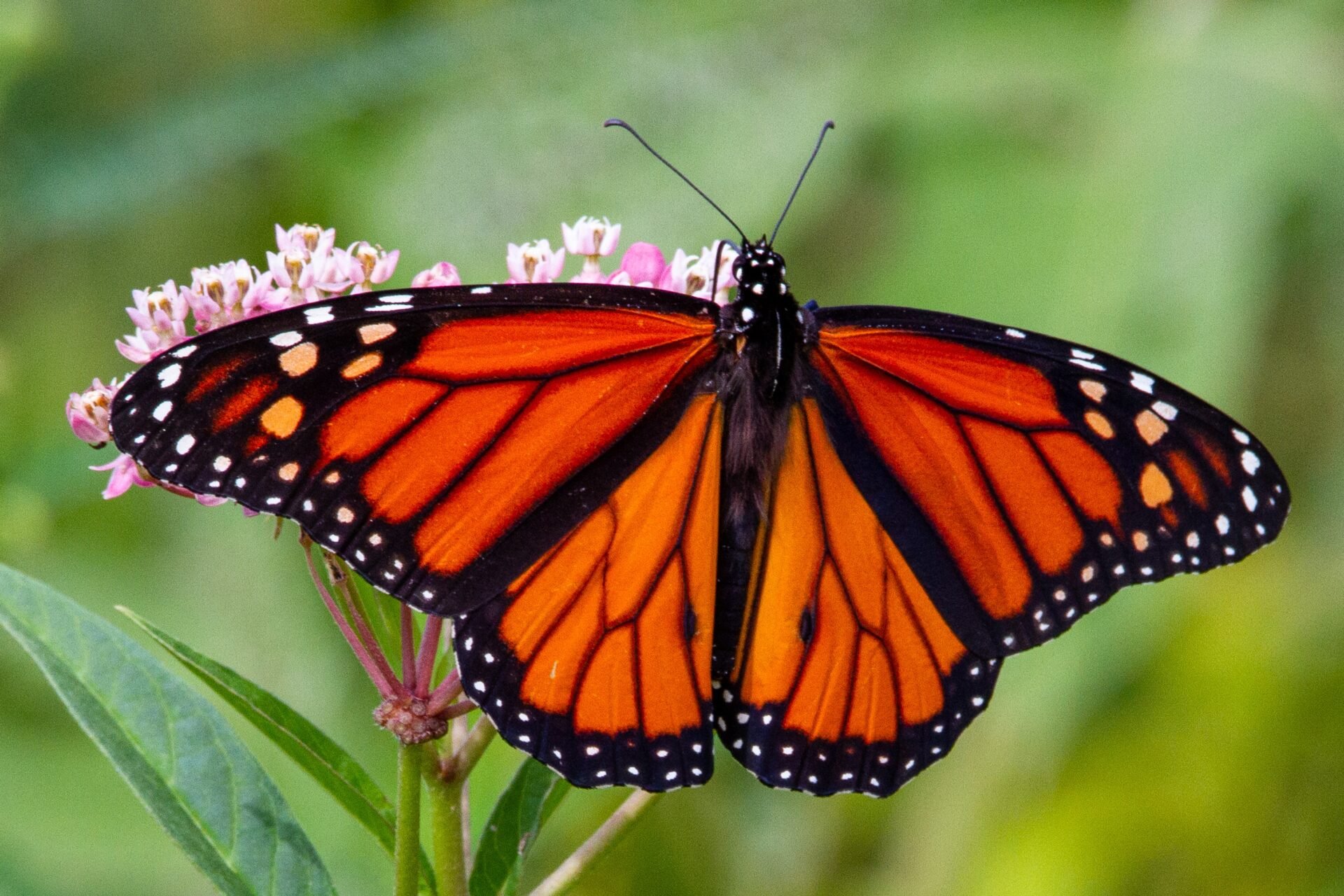 Butterfly lessons for a climate-changed world