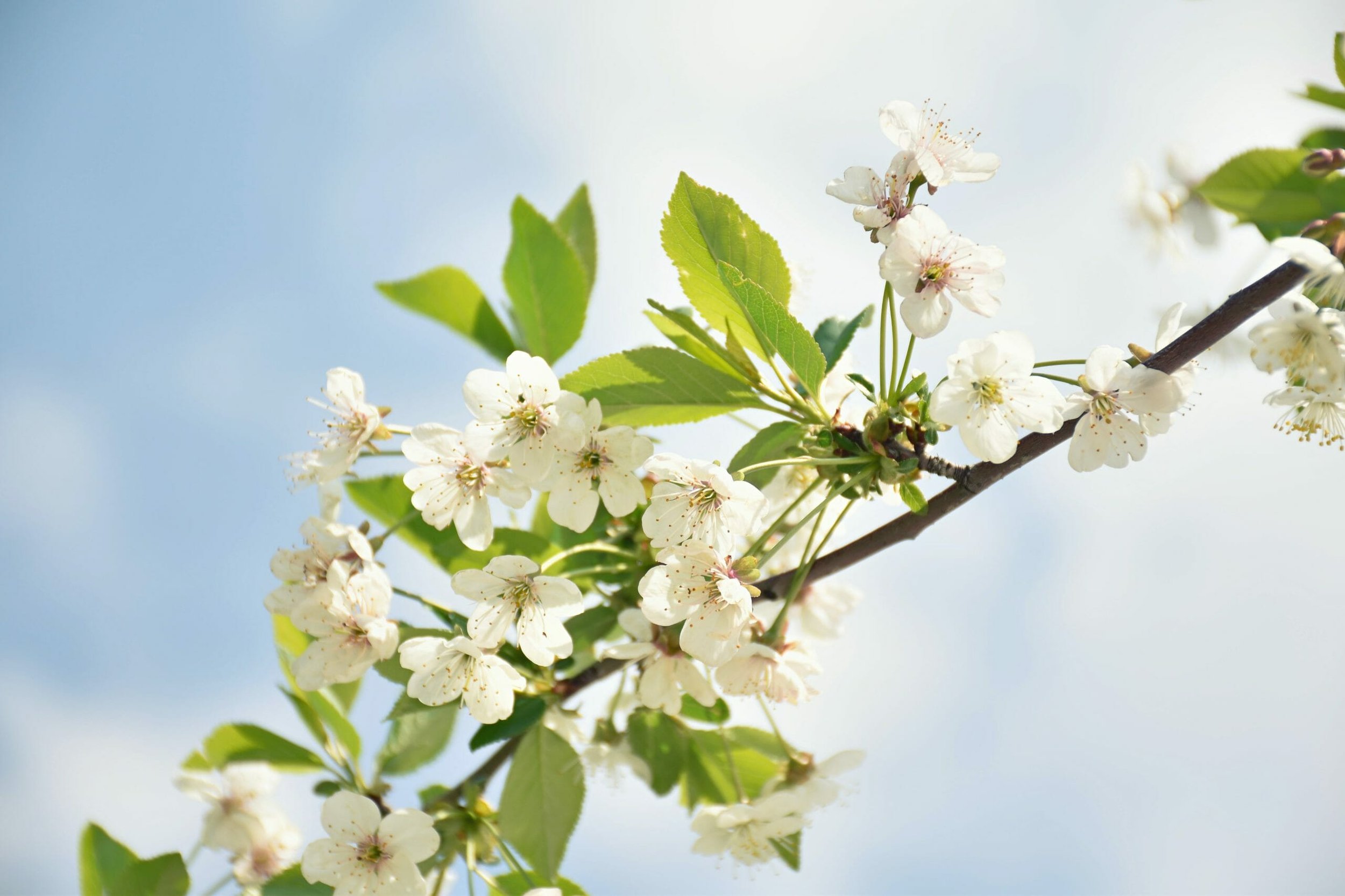 Make the Easter celebration last