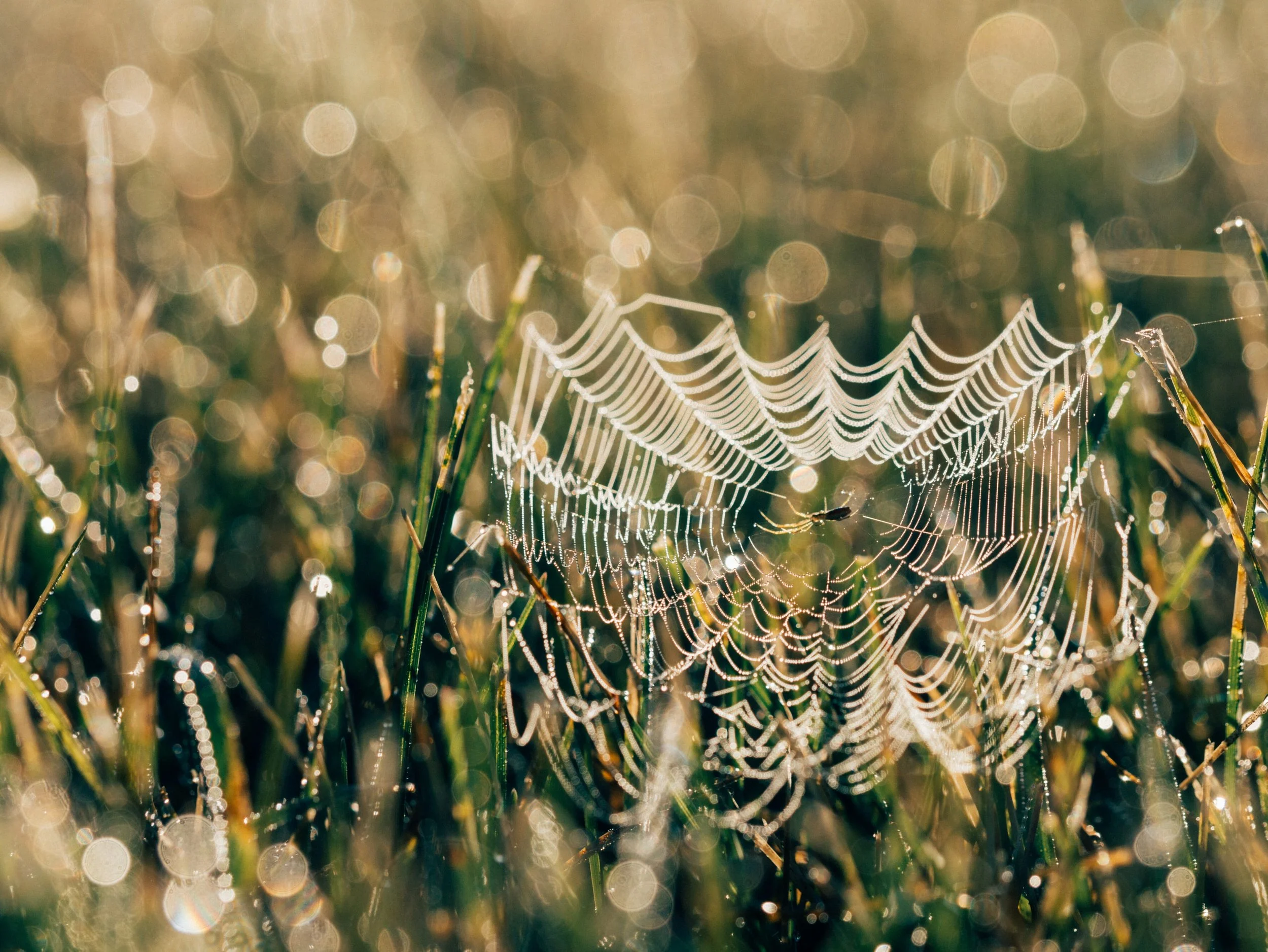 Pray for the spiders