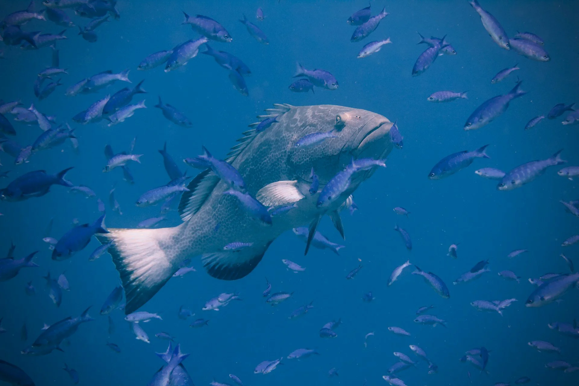 Spending Yom Kippur in the belly of a fish