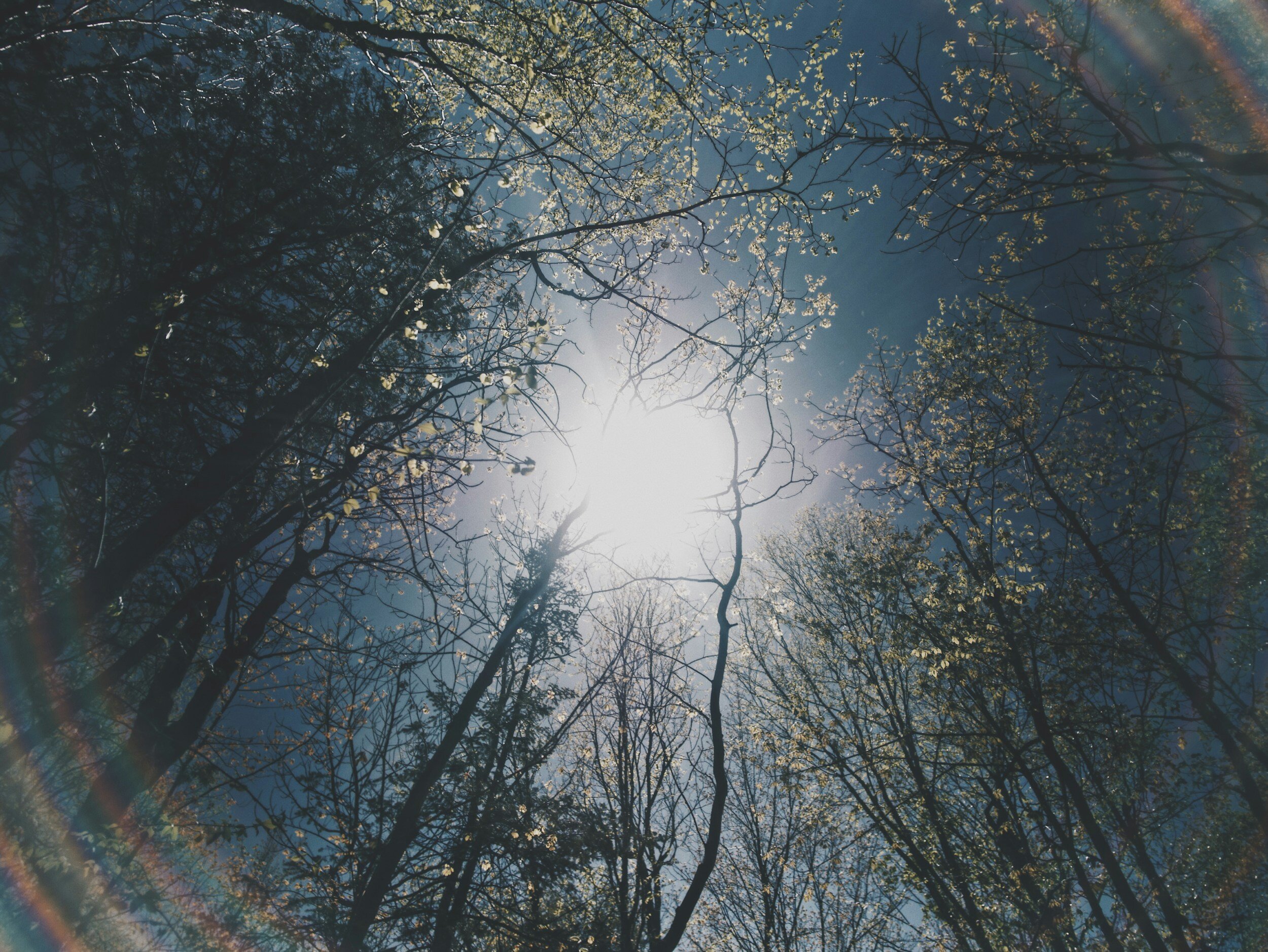 Week 6: In-Depth Talk on the importance of Metta Loving Kindness Practice