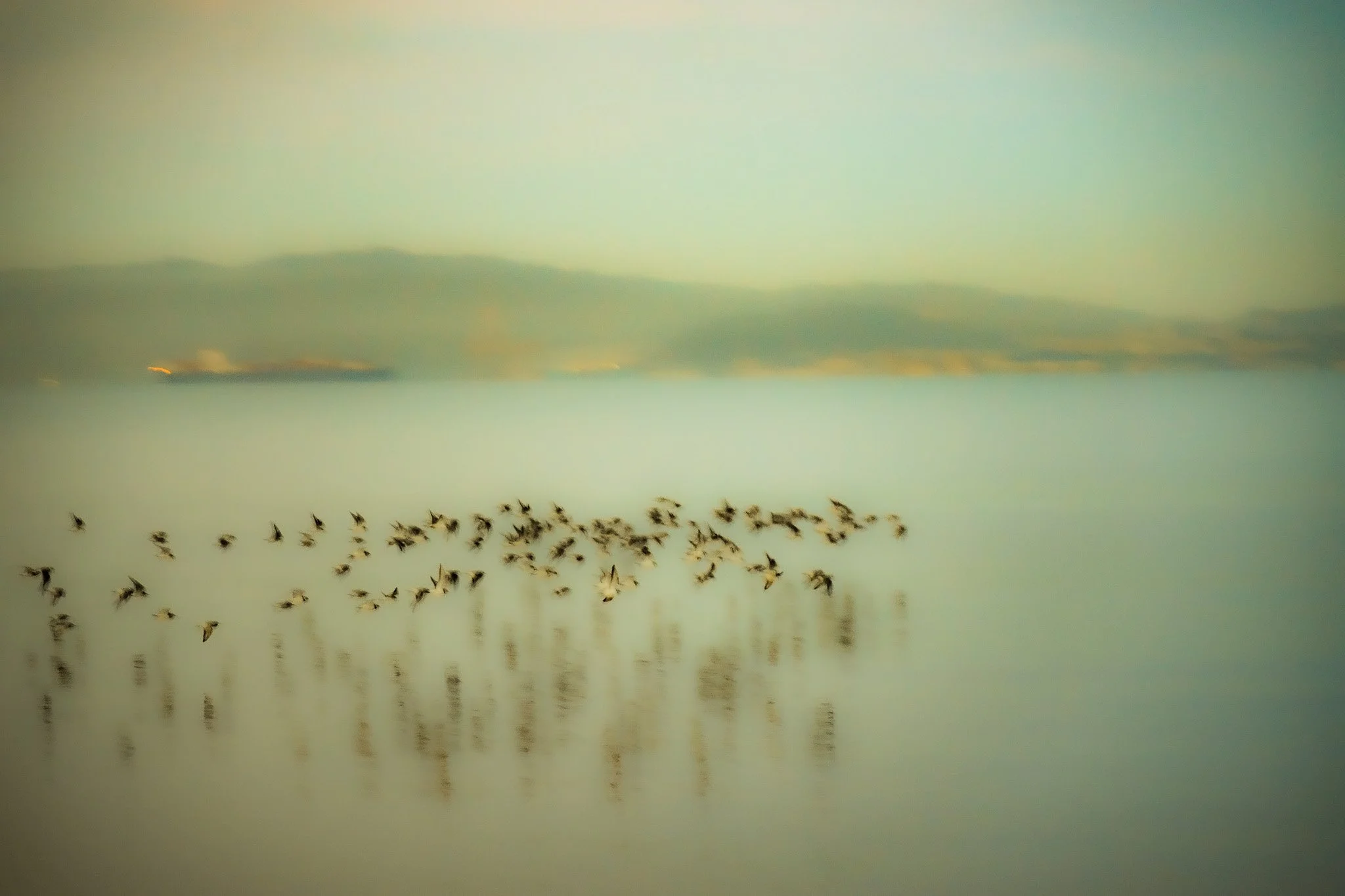 A flock of birds flying over calm water with reflections, and a distant landform or island in the background under a clear sky.