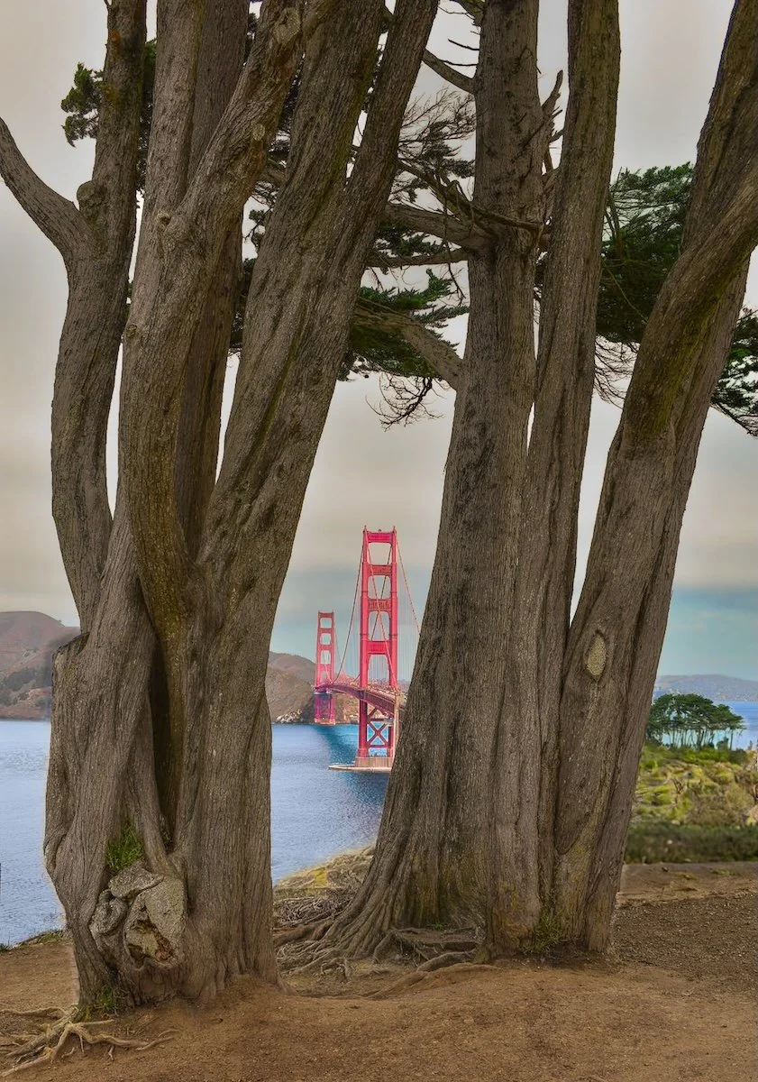 Golden Trees