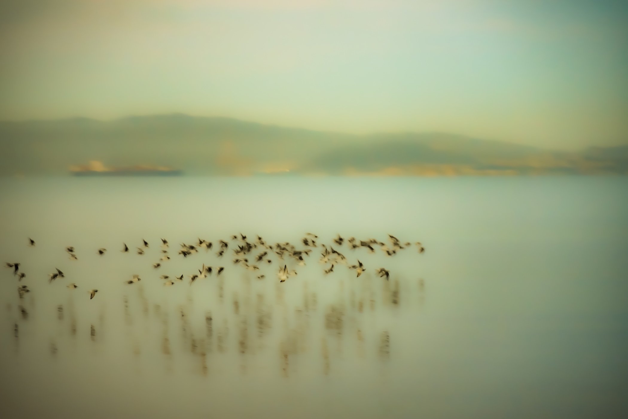 Birds copy.jpg