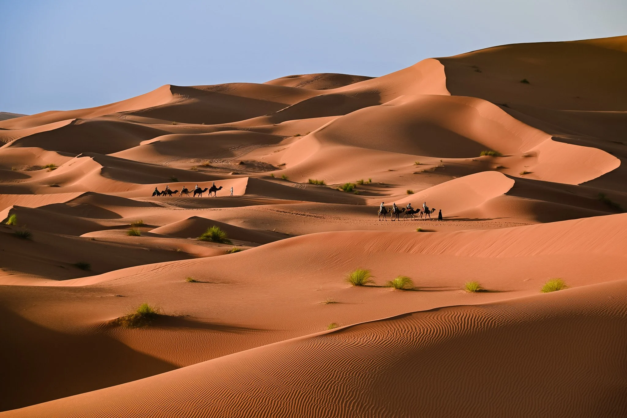 Across the Amber Dunes