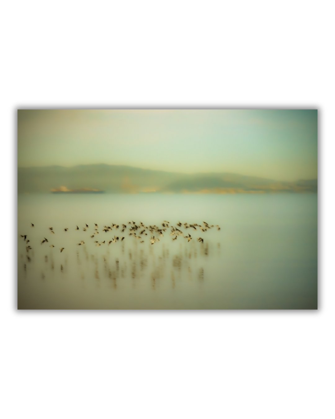 Impressionist birds1.png