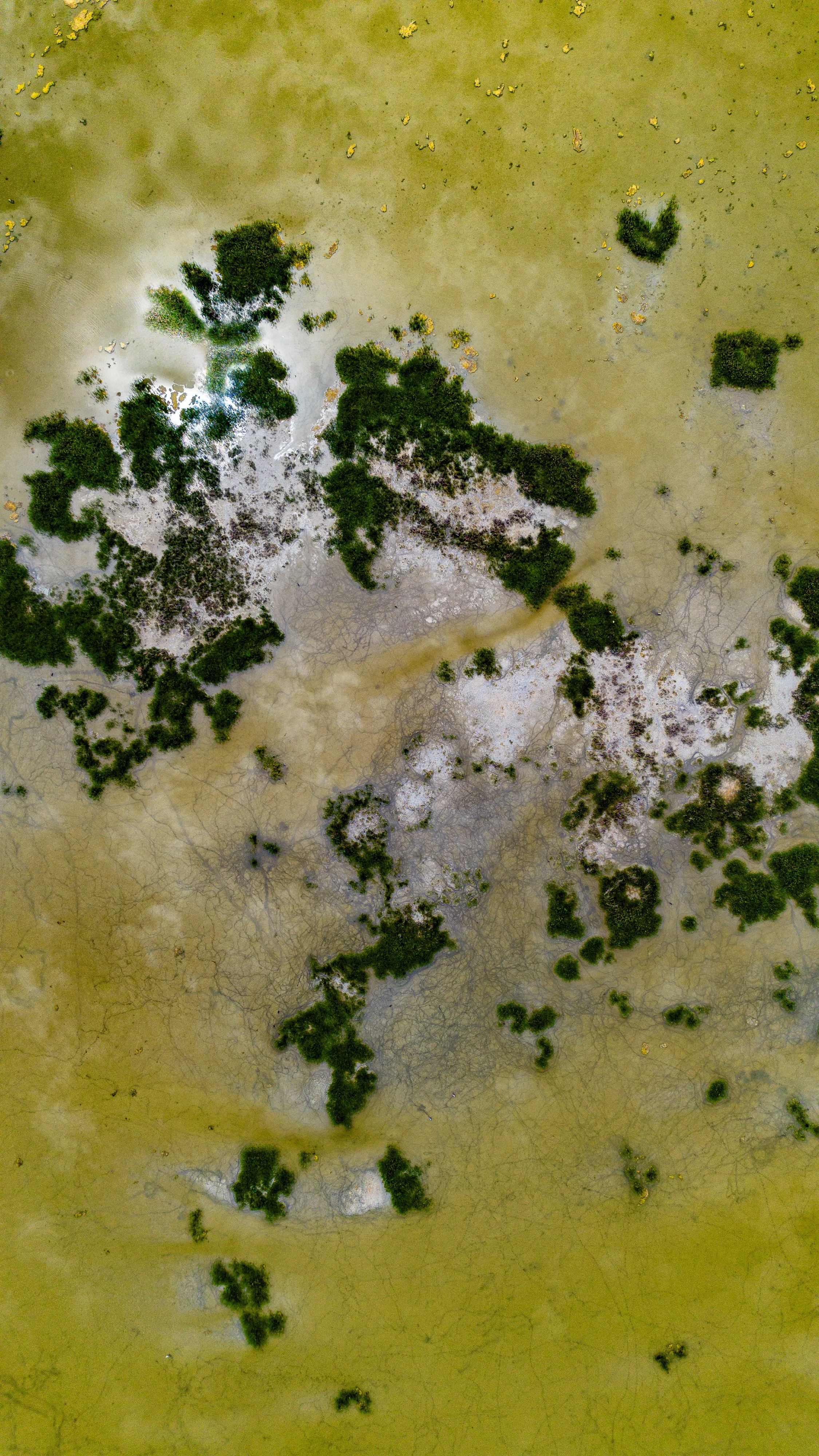Close-up of green algae and small patches of water on a yellowish surface, possibly a dried pond or mudflat with green moss or algae growth.