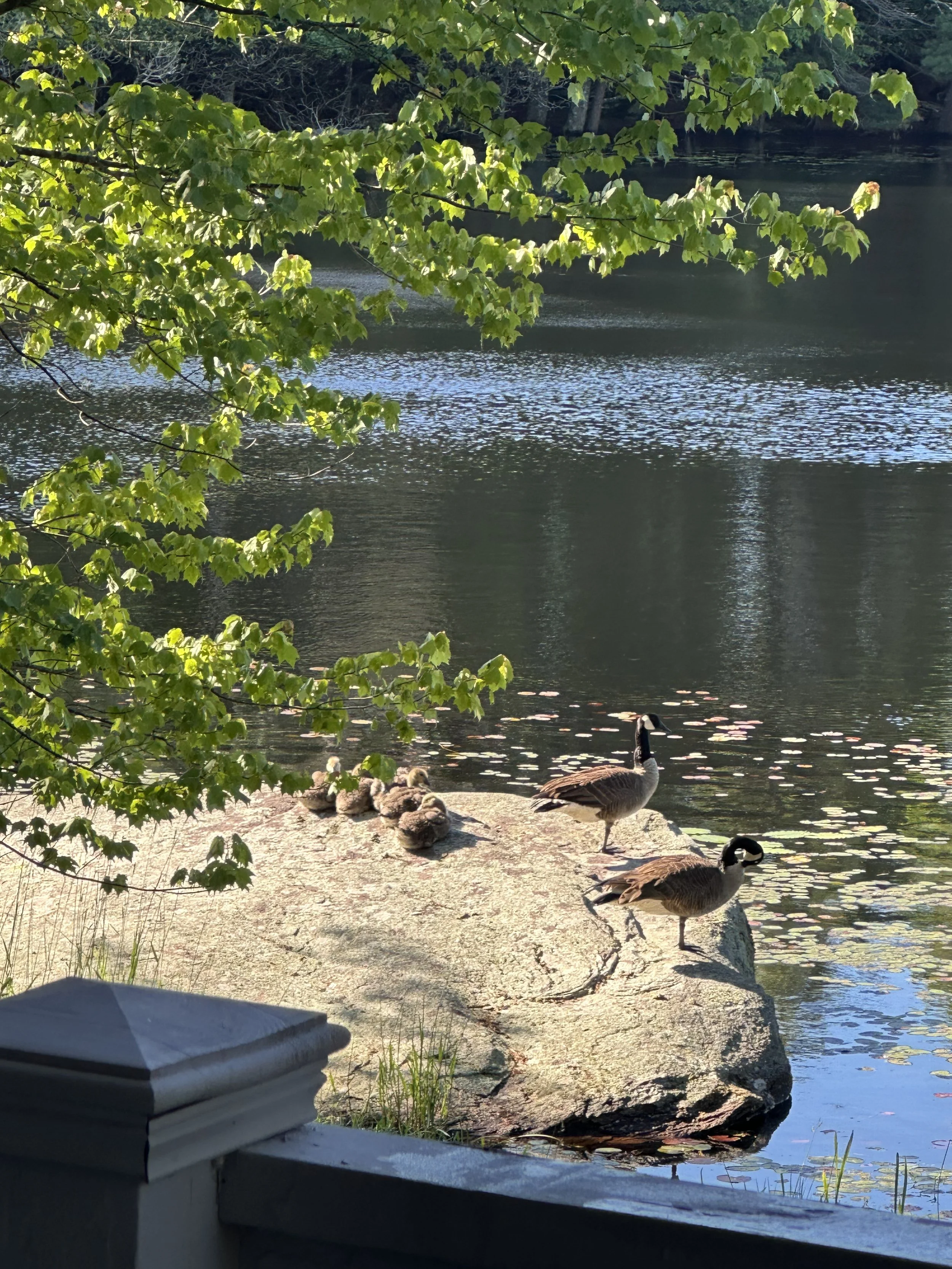 My adventures in Goose-watching