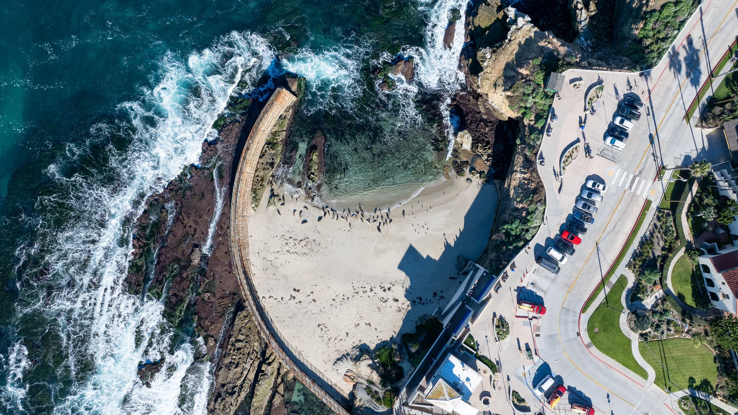 Seals at La Jolla Cove