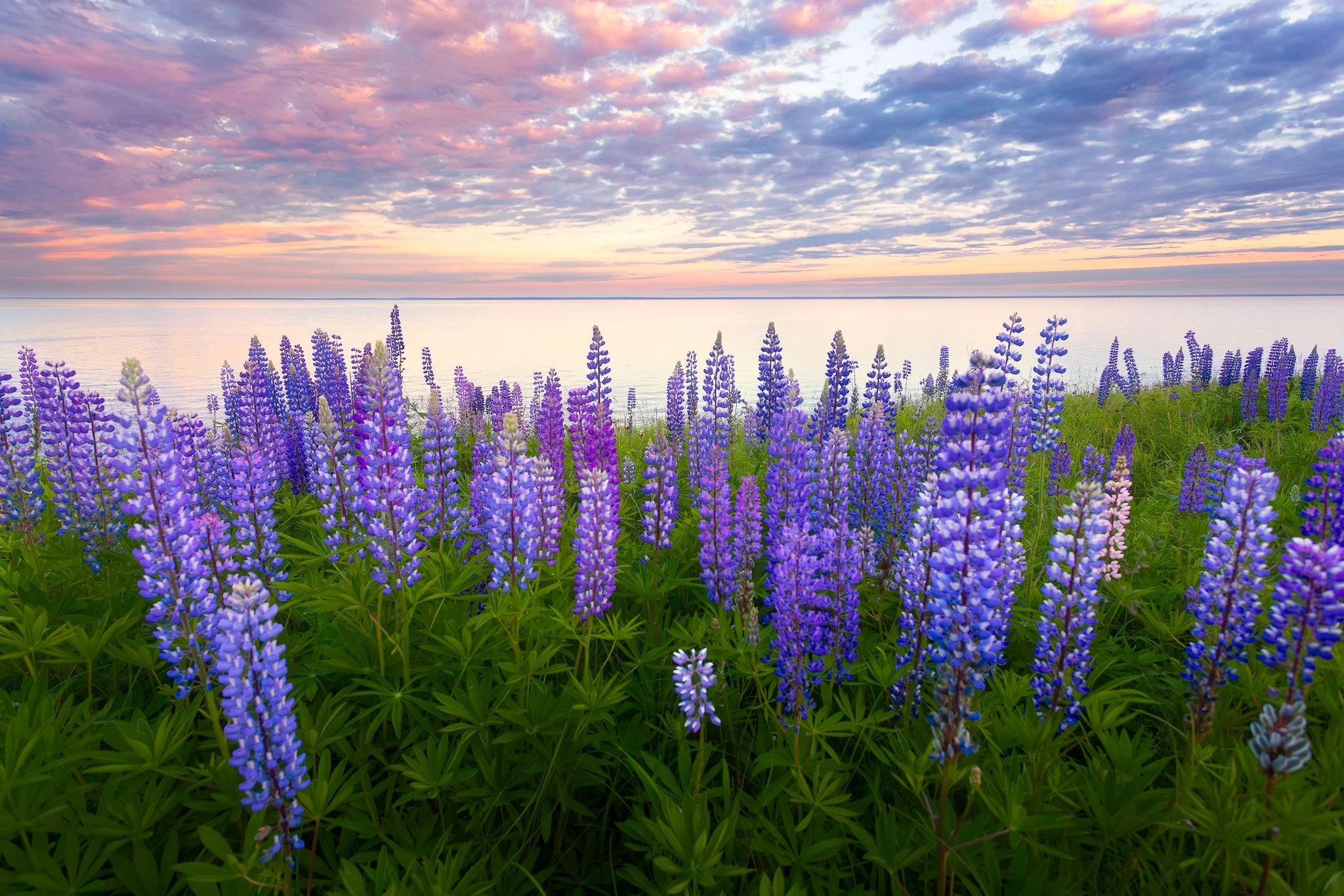 Lupine Sunset.jpg