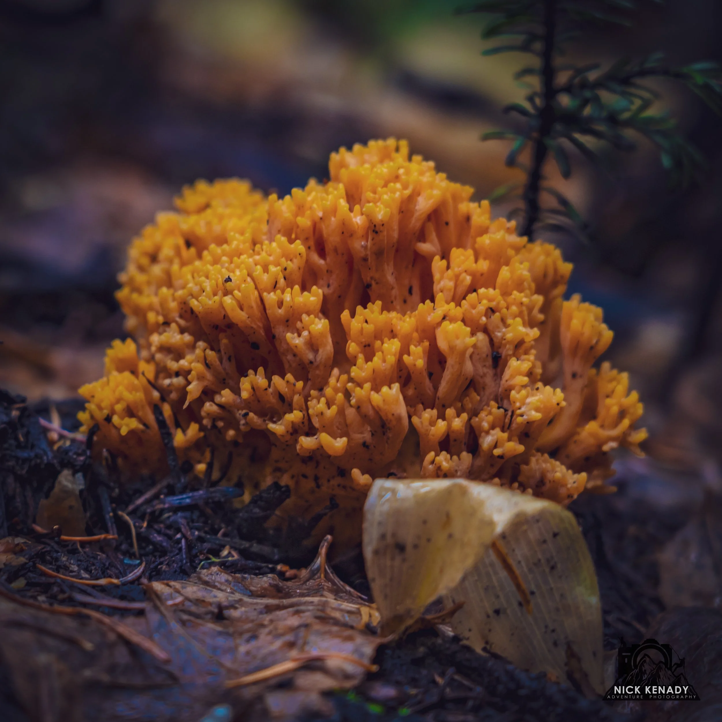 Autumnal Equinox Hearth