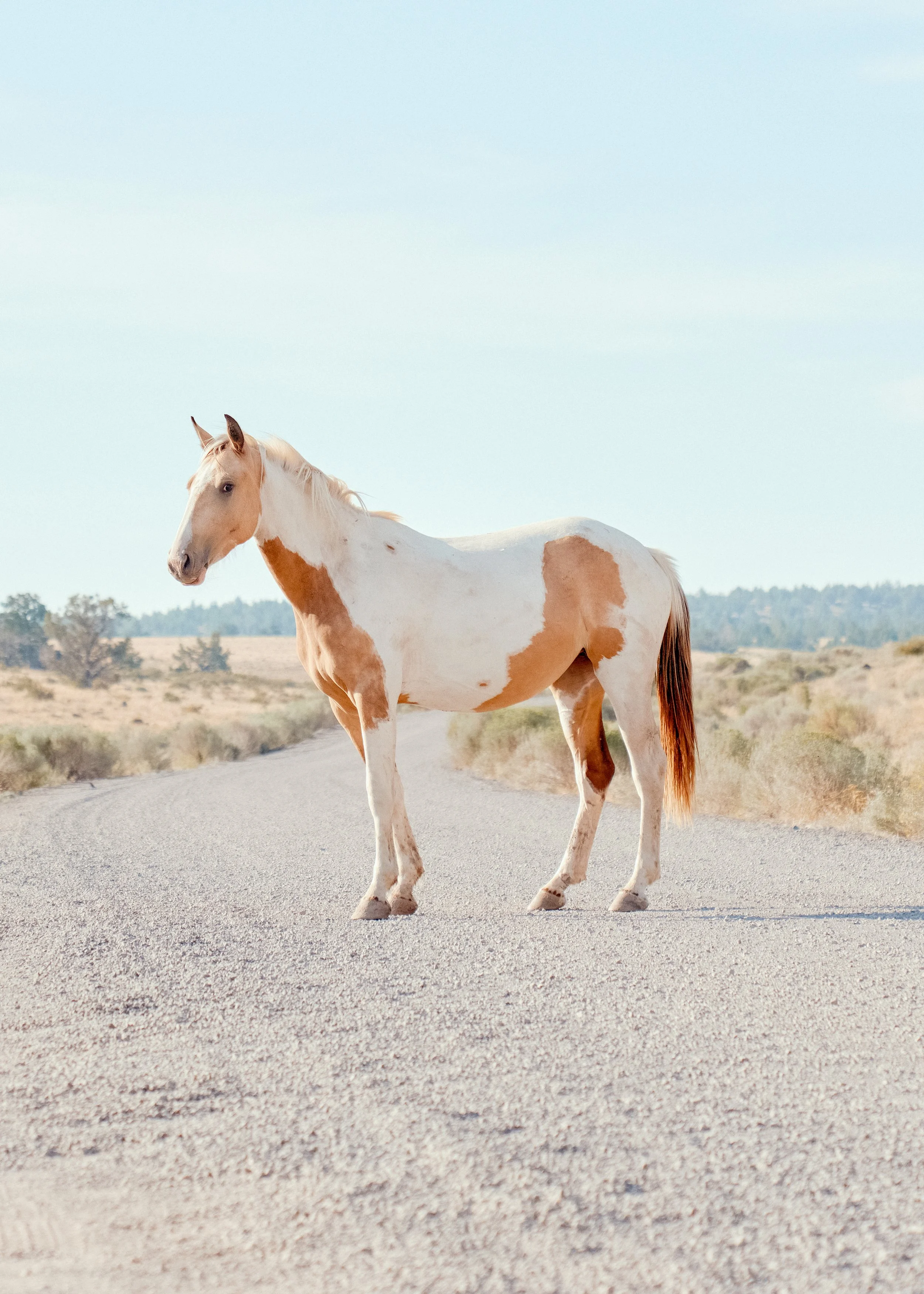 wildhorse.jpg