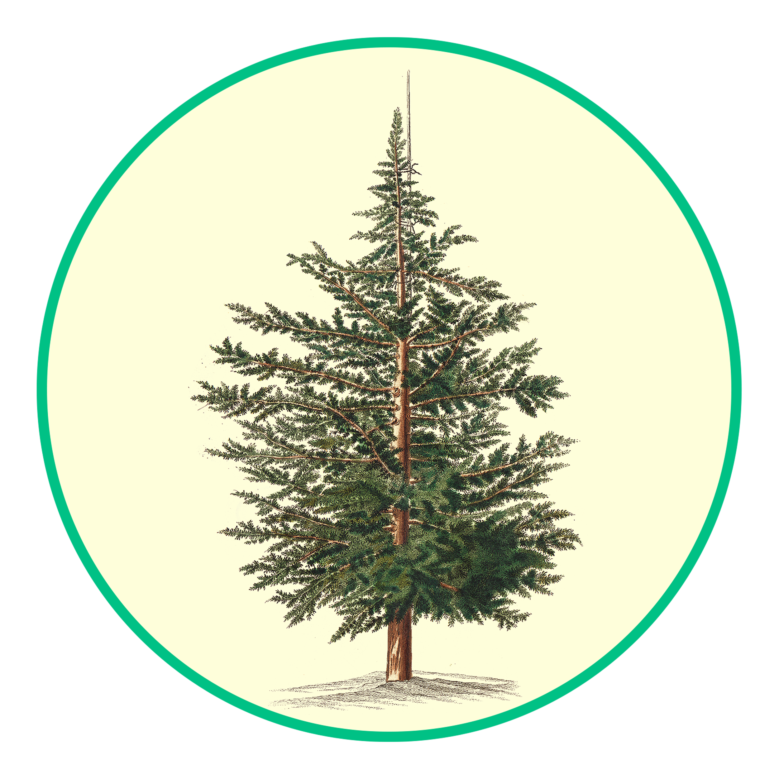 JA WEAVER'S JAWS TREE SERVICE