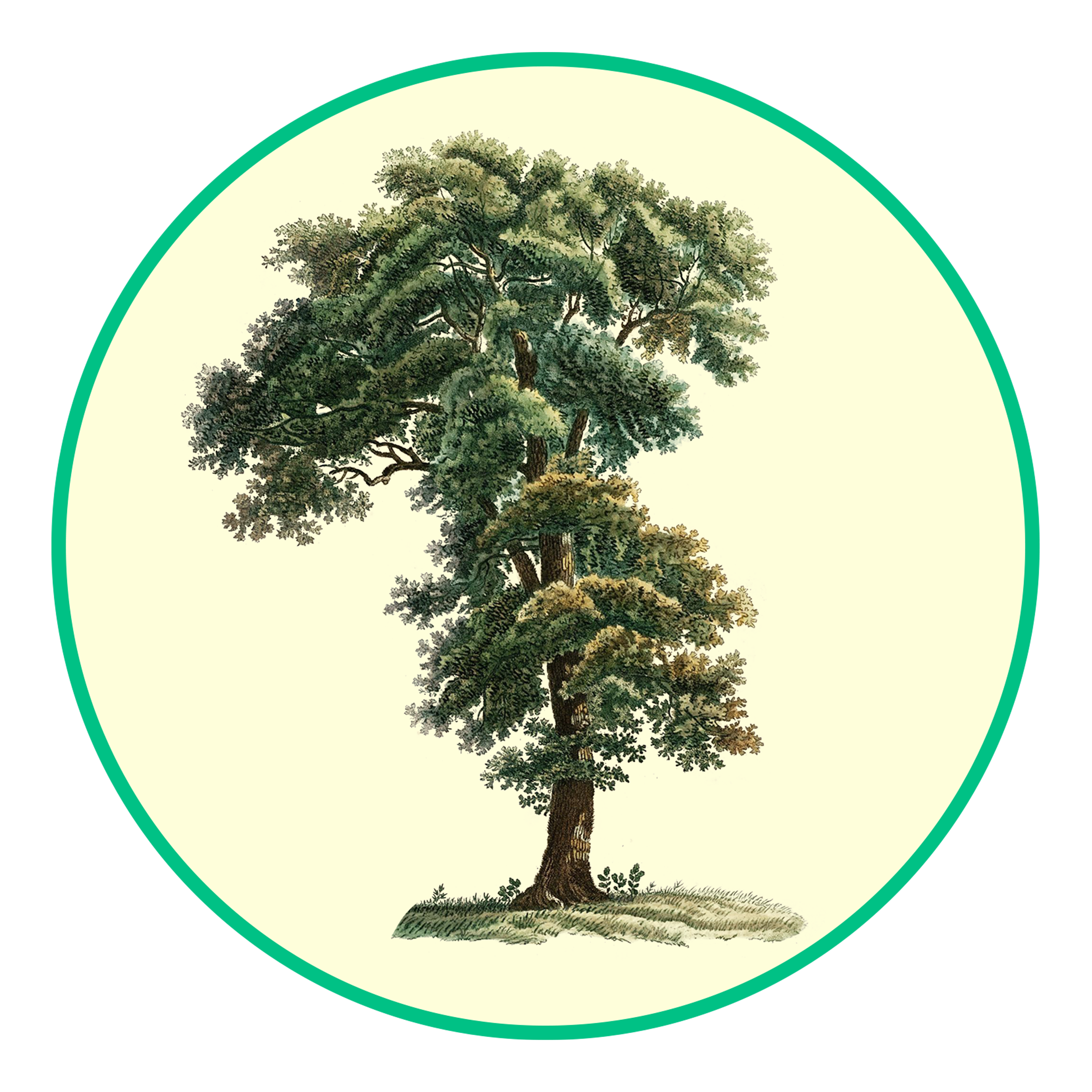 JA WEAVER'S JAWS TREE SERVICE