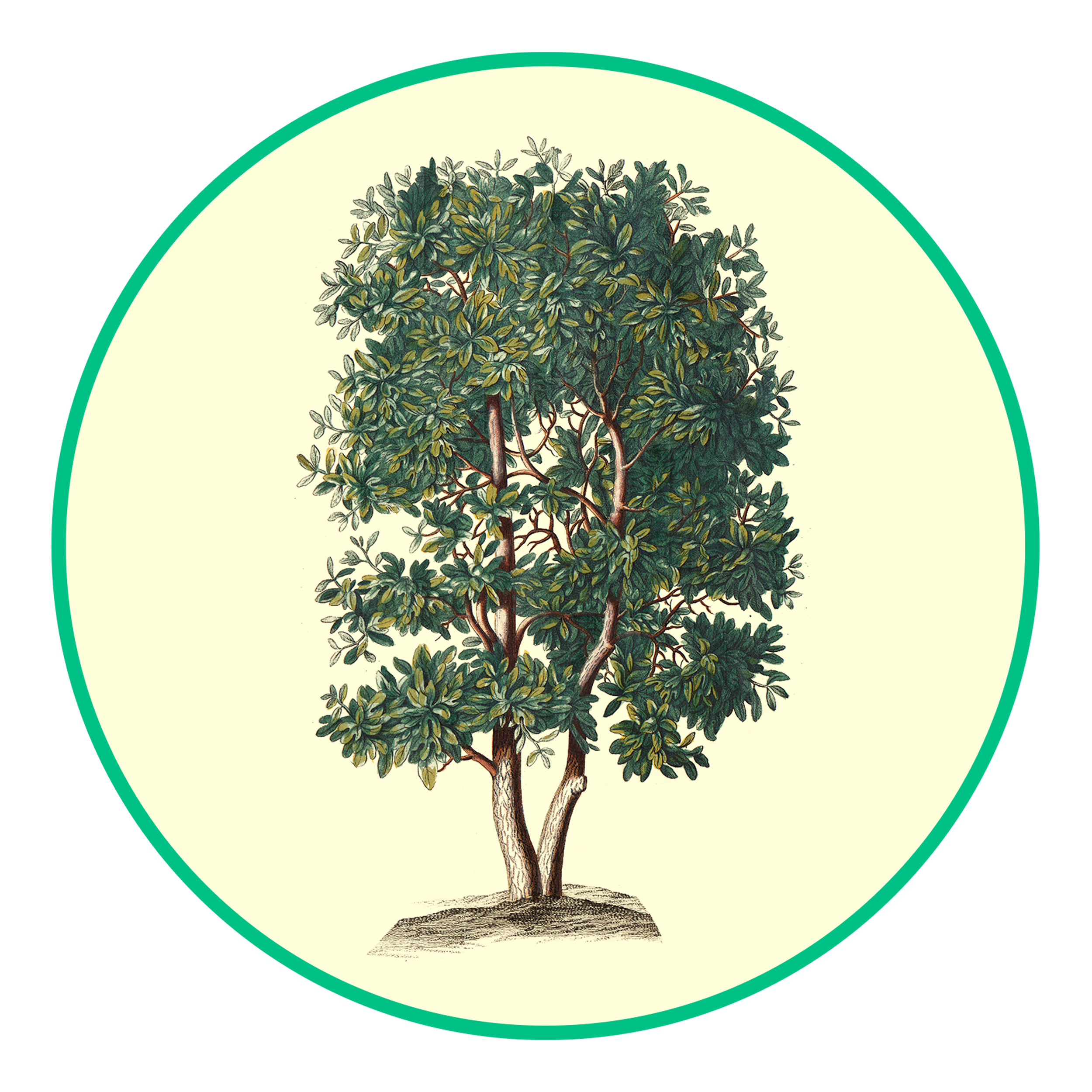 JA WEAVER'S JAWS TREE SERVICE