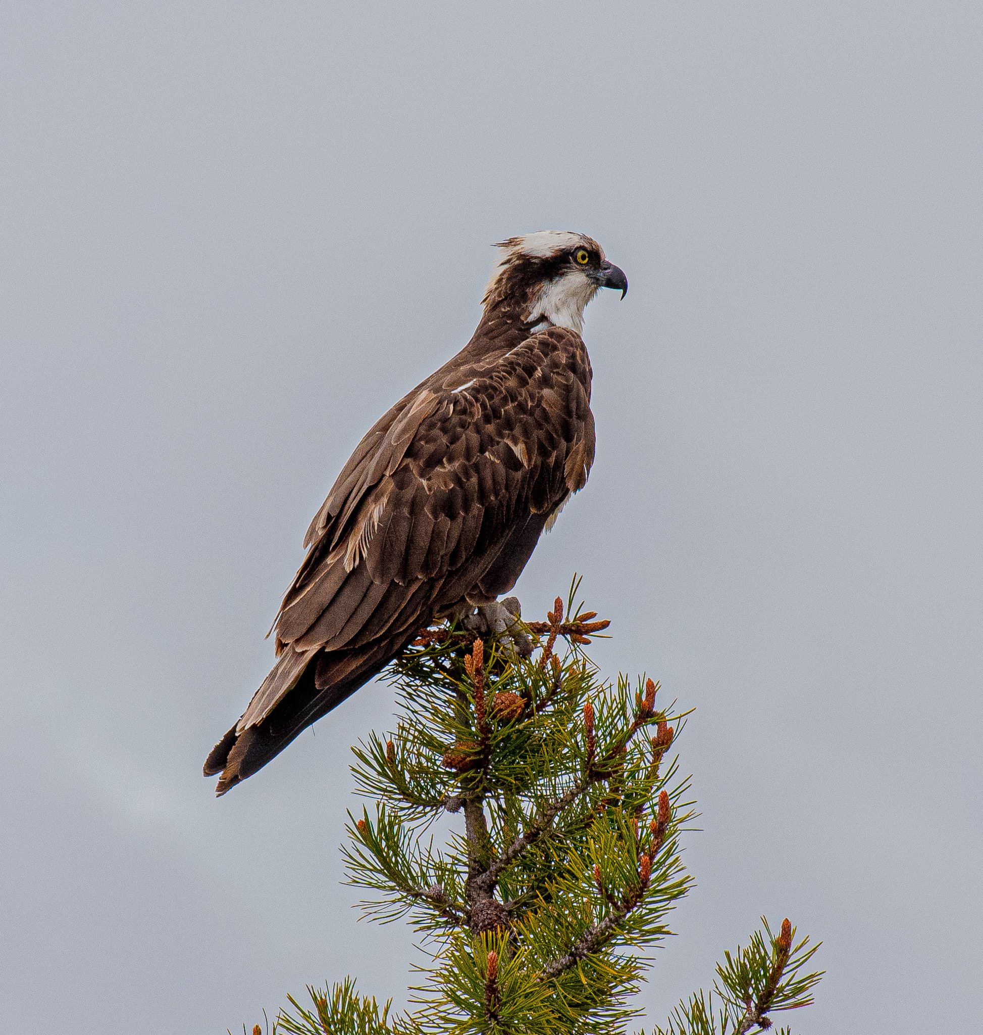 DSC_1195.jpg