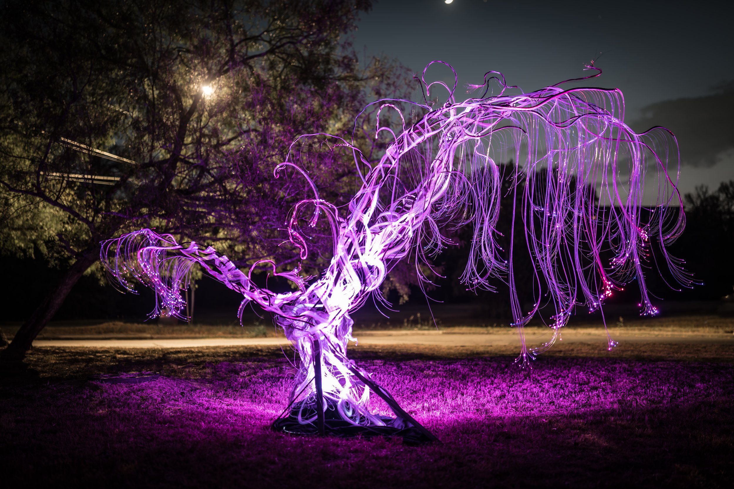 Austin Landscape Sculpture - Ms Tree 2024 - The Circle - 01.jpg