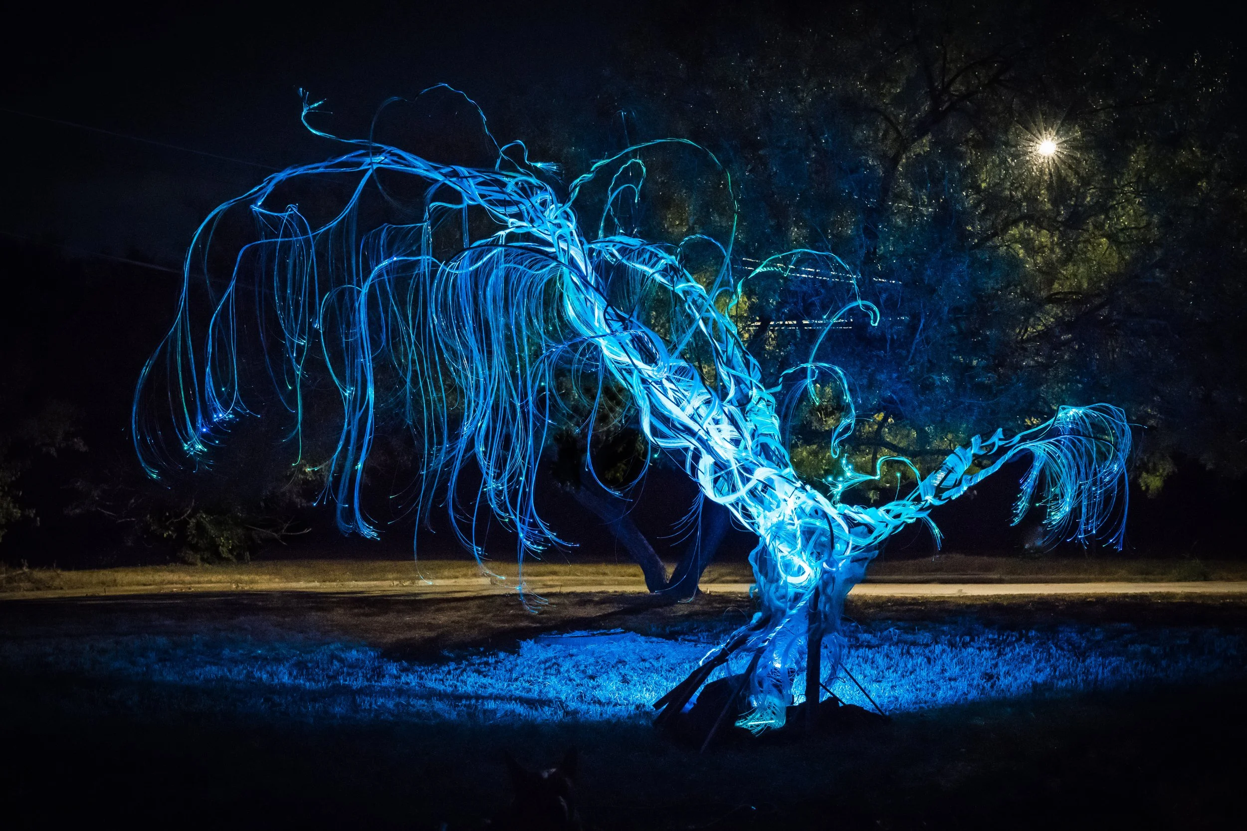 Austin Landscape Sculpture - Ms Tree 2024 - The Circle - 06.jpg