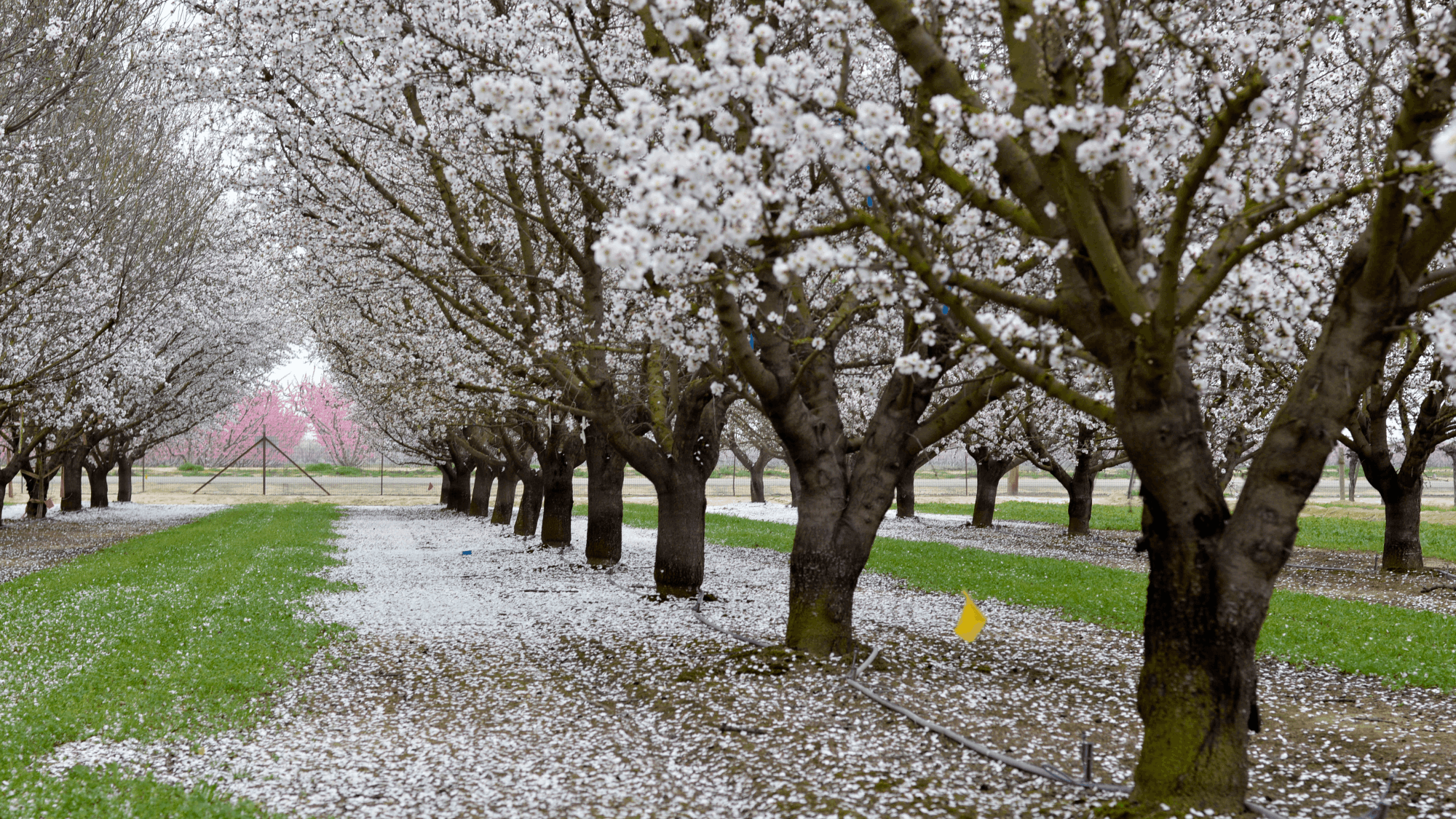 jpeg-optimizer_AlmondBlossoms.png