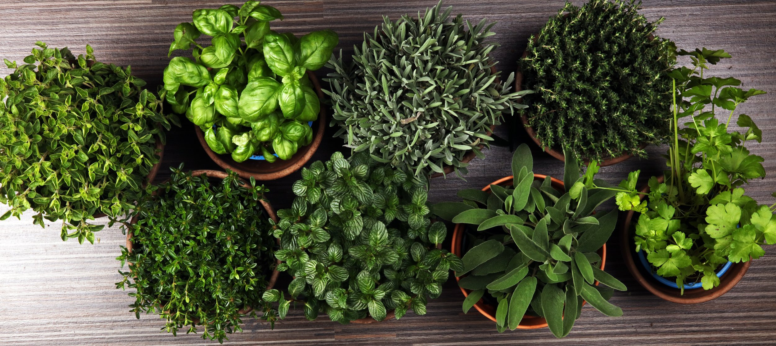 Find fresh herbs for your culinary adventures