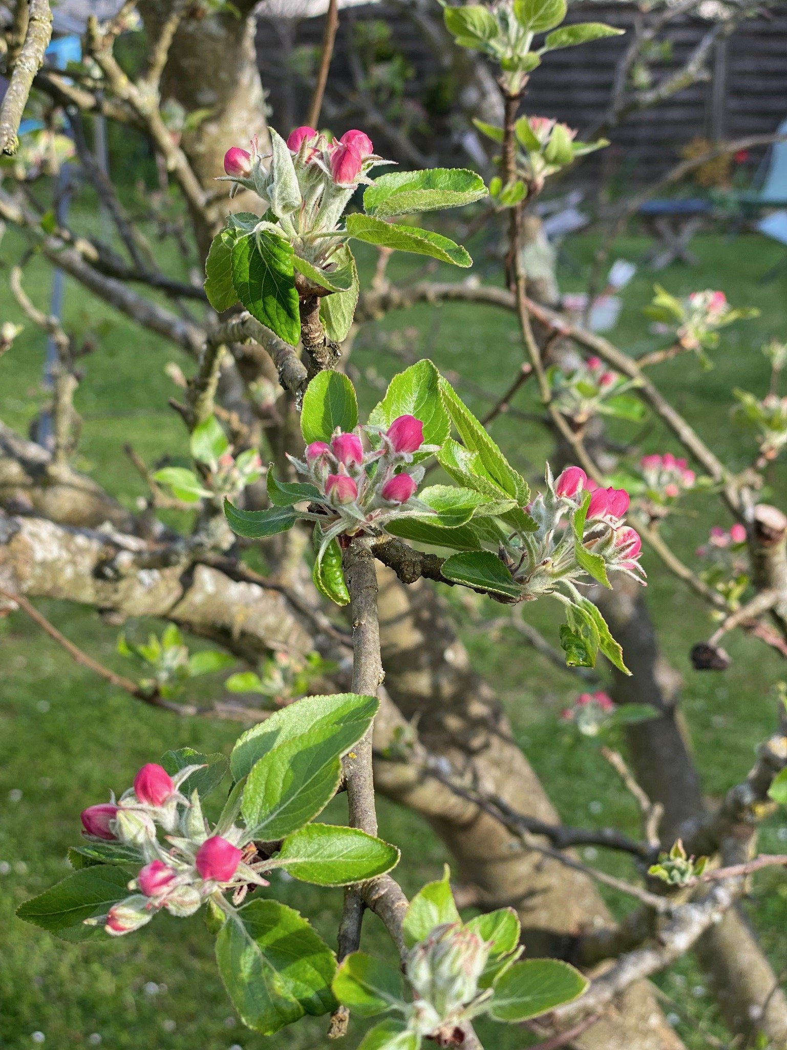 Apple blossom in spring