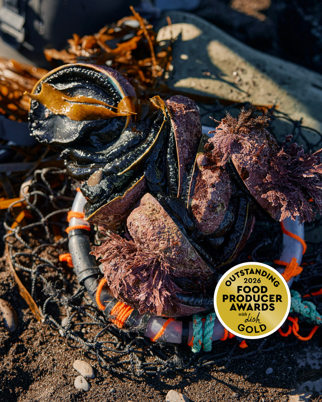 Fresh Wild Blackfoot Pāua | Abalone