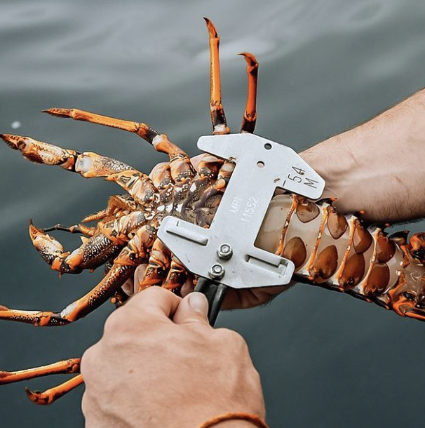 Screen Shot 2023-08-05 at 11.45.16 AM.png