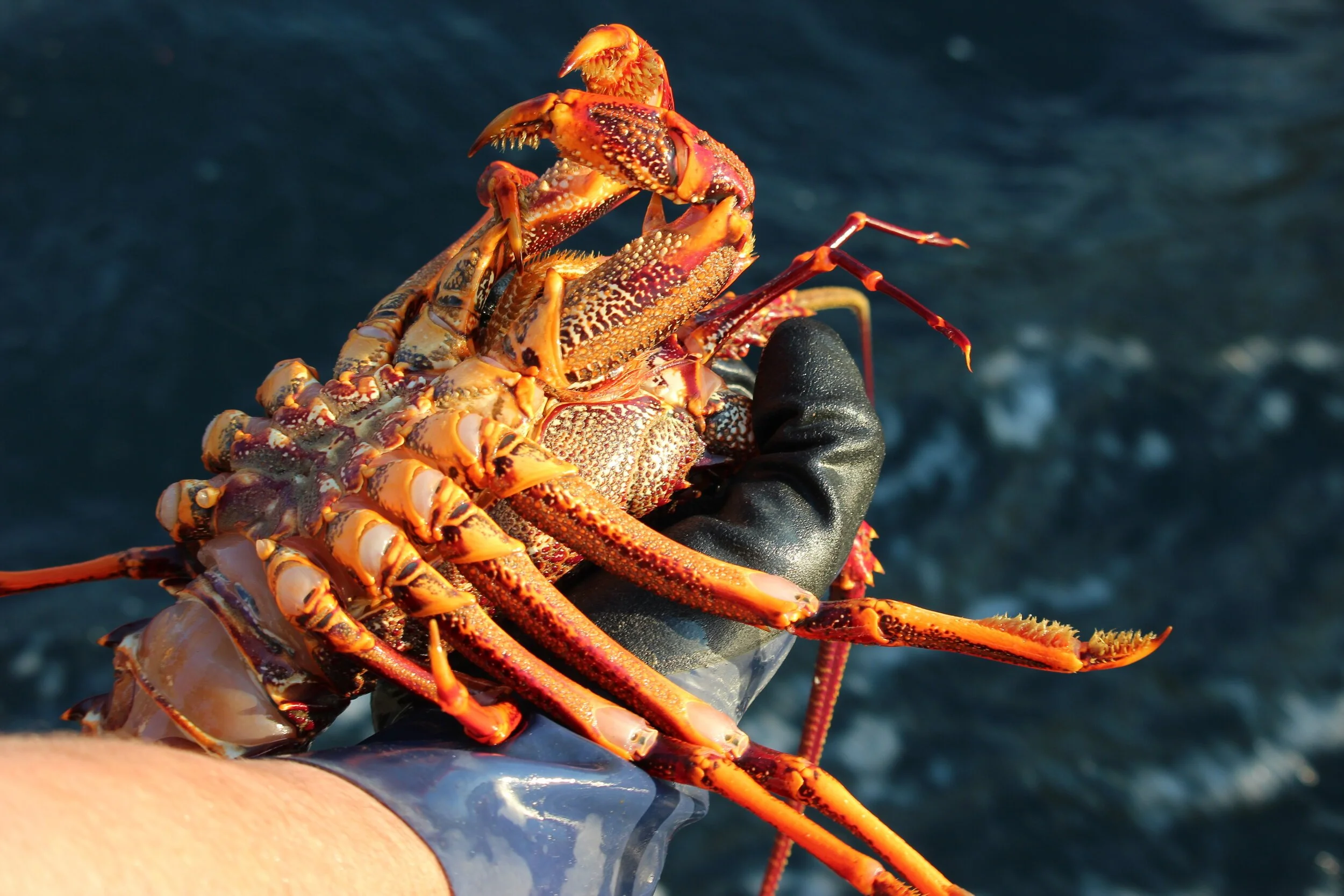 Prora Fish Order Fresh Live Seafood Online: Sustainably Caught Crayfish, Pāua ...