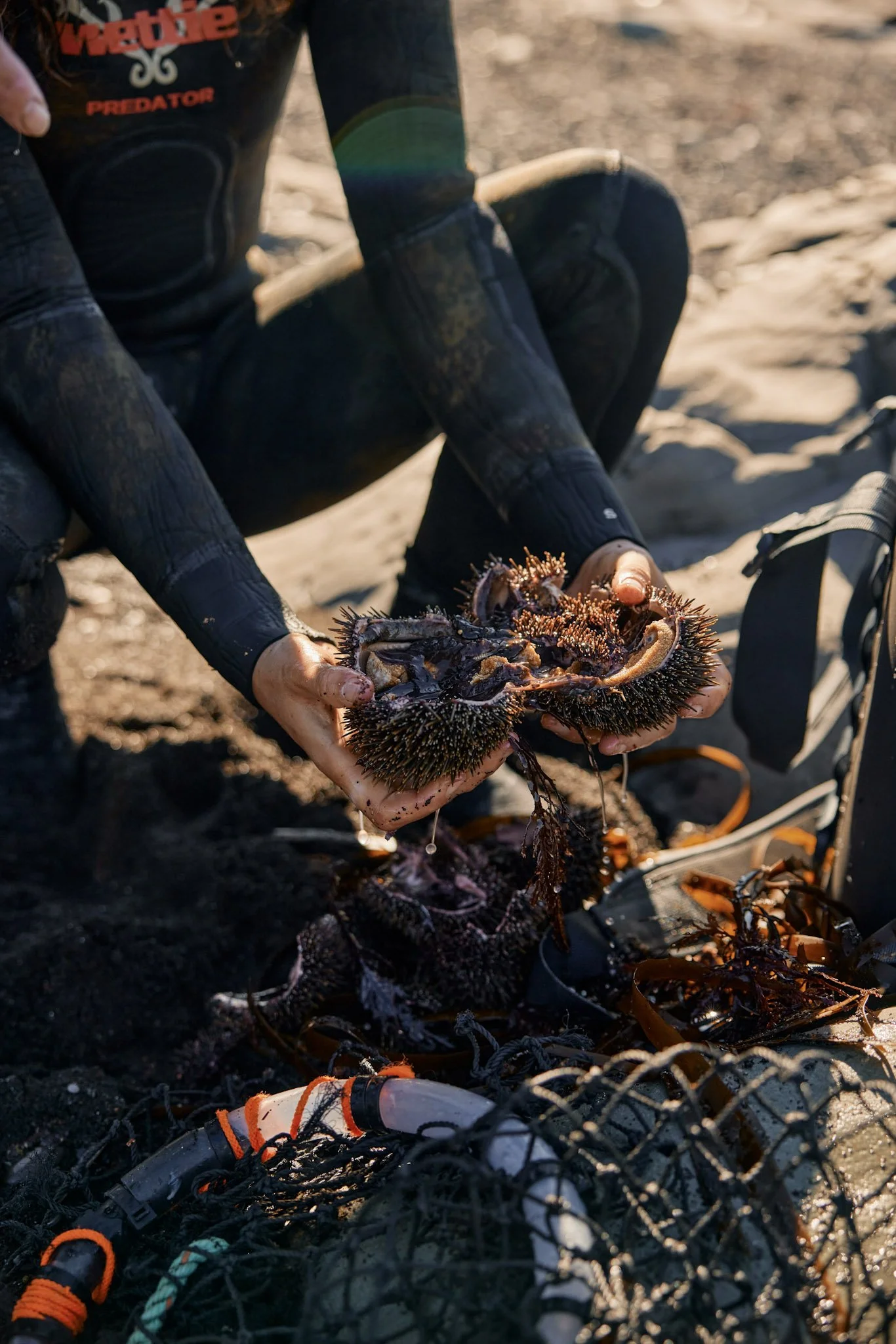 Fresh Wild Kina | Sea Urchin