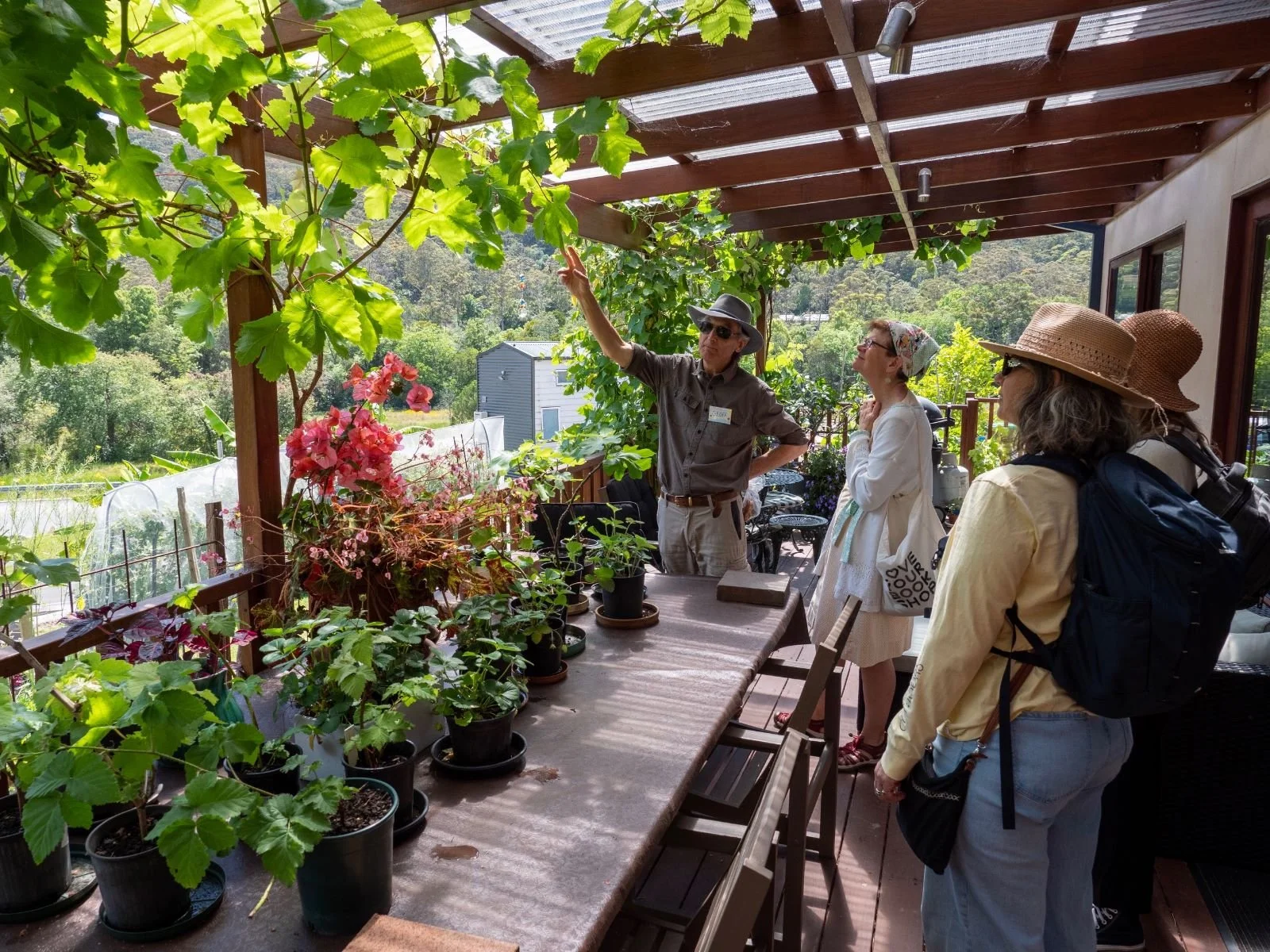 A lush and productive food garden