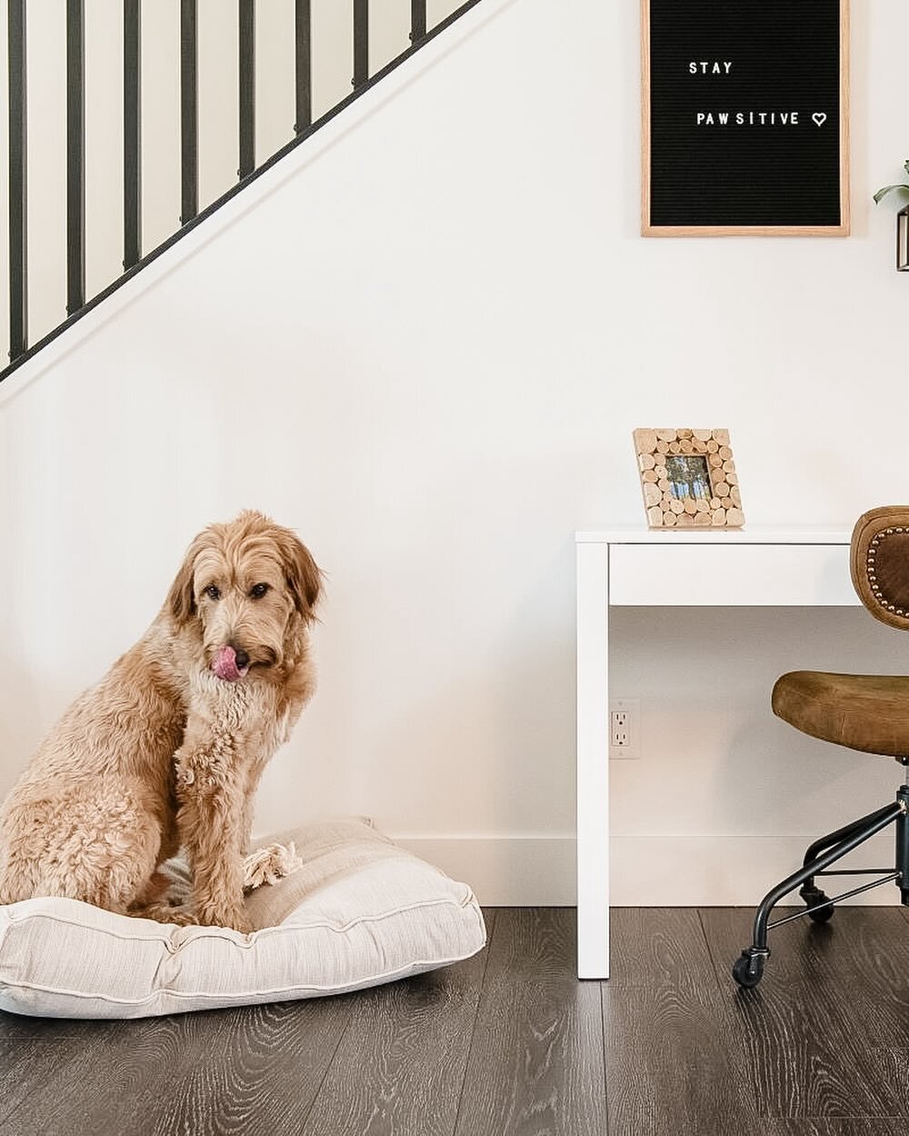 Don&rsquo;t worry, we never forget to design for your four legged family members 🐶
.
.
.
.
.
#interior #interiordecor #dog #dogsofinstagram #woofwoof #designbuilthome #design #interiordesign #decor #decoration #elledecor #studiomcgeepresets #interio