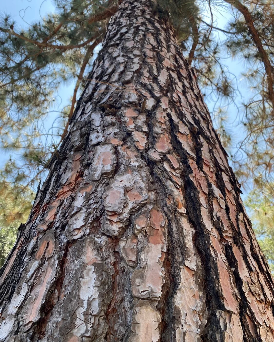 The Pine has long been a symbol of fertility, protection and immortality. ♾️♾️ ♾️♾️♾️♾️♾️♾️♾️♾️♾️
Clay and silver climb.
Like tesserae of glass,
Arranged to create a pattern
An eternal picture.
A mosaic along the axis line
Coloring the Evergreen a sm