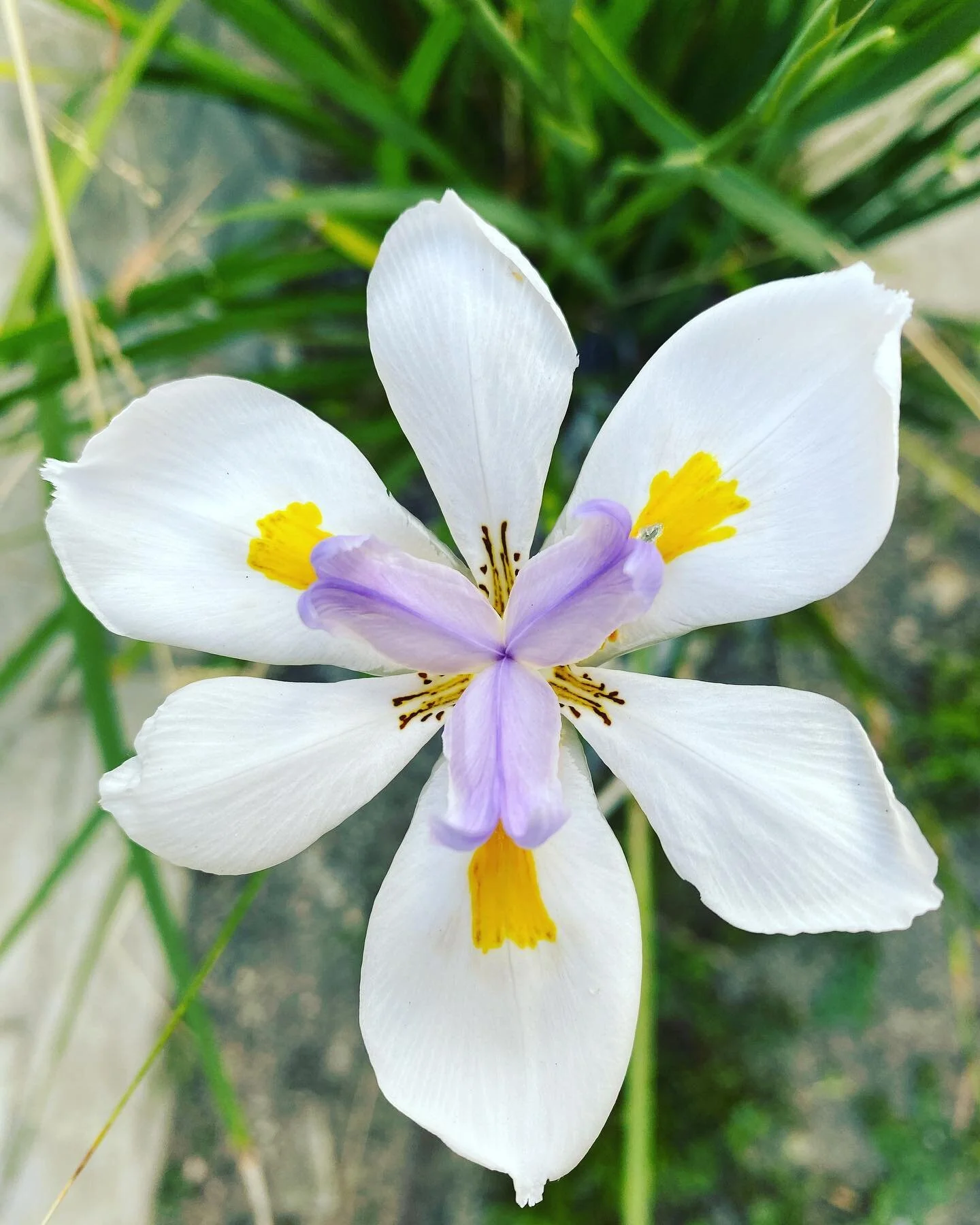 We are at the end of Cancer Season♋️ As we finish our final day in our shells, let&rsquo;s use this Cancer energy to feel into those areas in your life where you are still holding onto things that don&rsquo;t bring joy to your heart space. Where is t