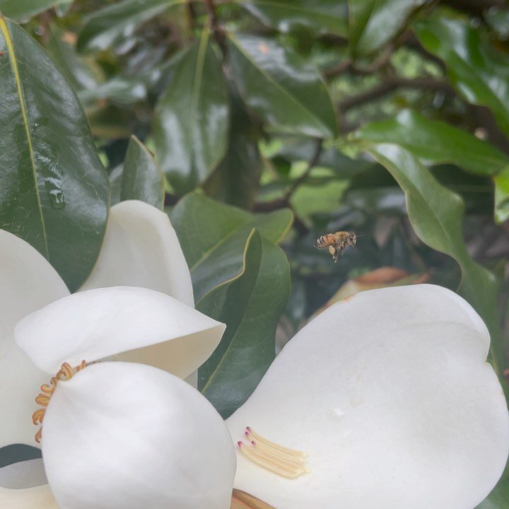 So much magic ✨ 
Magnolia tree &amp; 🐝 
Messages from mom 🥹
Mocktails 🍸 @sipsteady_ 
Website preview 🩷 @sheshealthconscious 
Lilies in the rain 🌧️ 
Garden goodness 🥗 
Bird watching 🐦 
&amp; the cherry on top of it all 🍒🇮🇹❤️