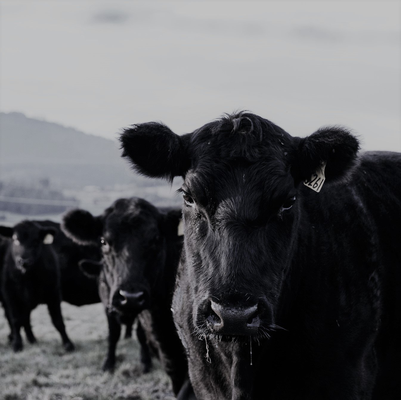 Bass Strait Cattle-SatttlerPR-9316.jpg