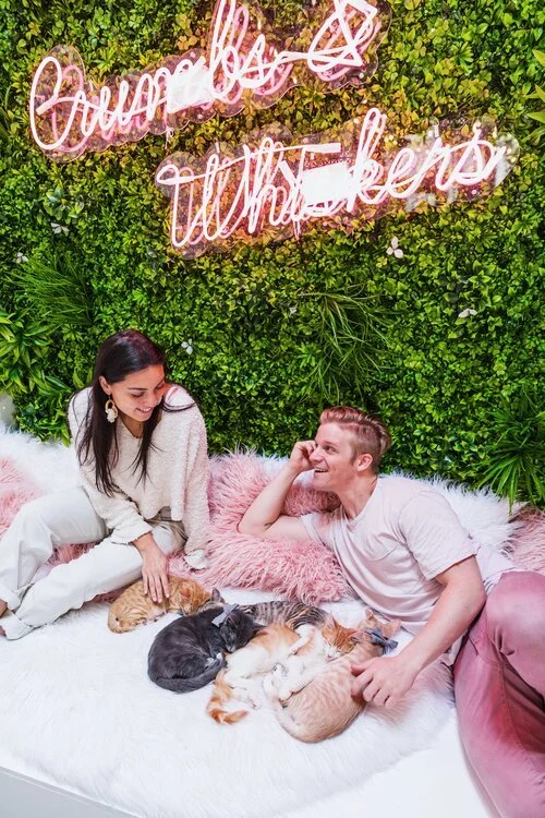 Crumbs & Whiskers Cat Cafe Experience