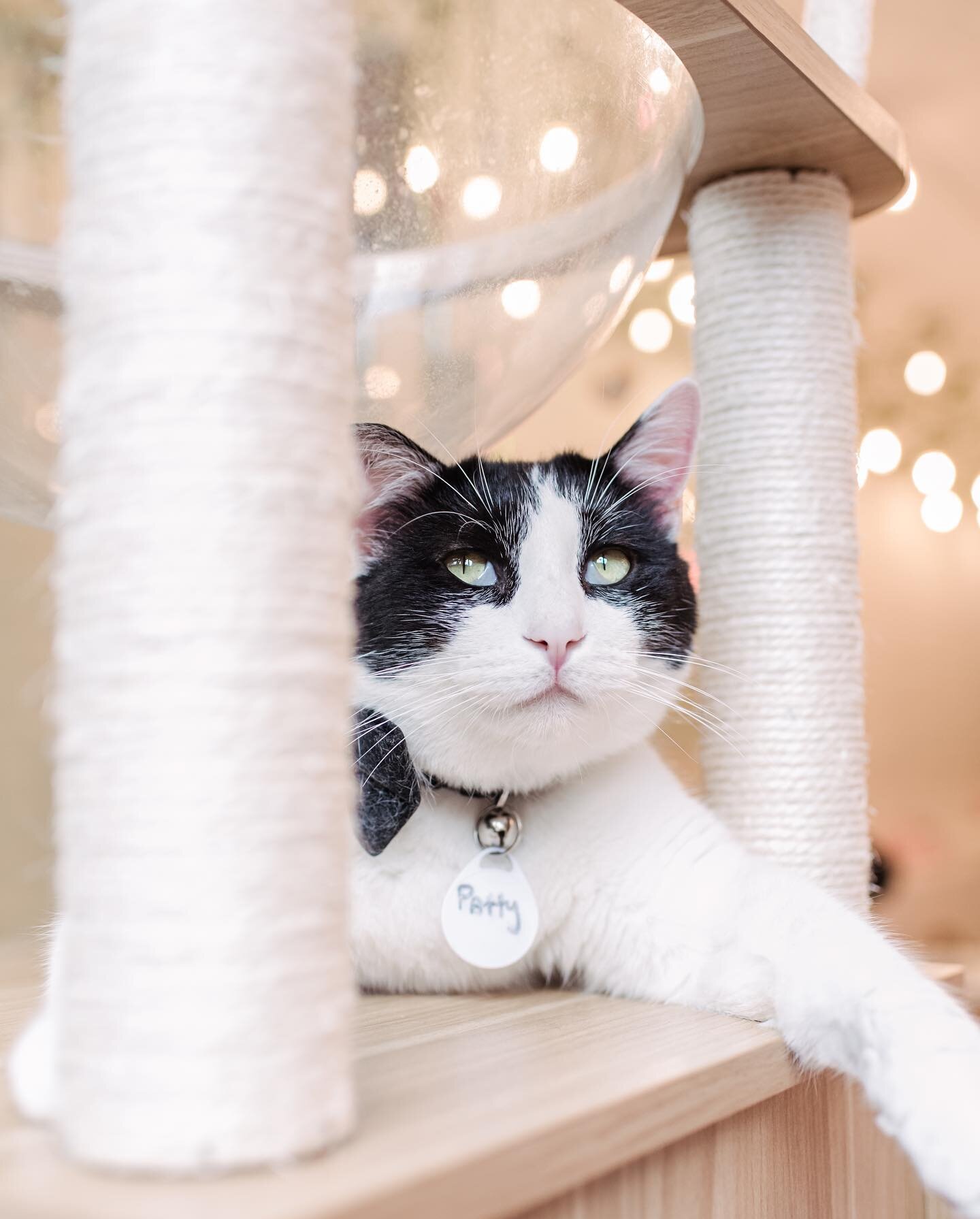 We have very exciting adoption news this week, as our longest DC resident, Patty, finally found his forever home! 😸

When Patty first came in, we didn't know if the cafe was the right fit and thought he might have to go to foster. Patty always had a