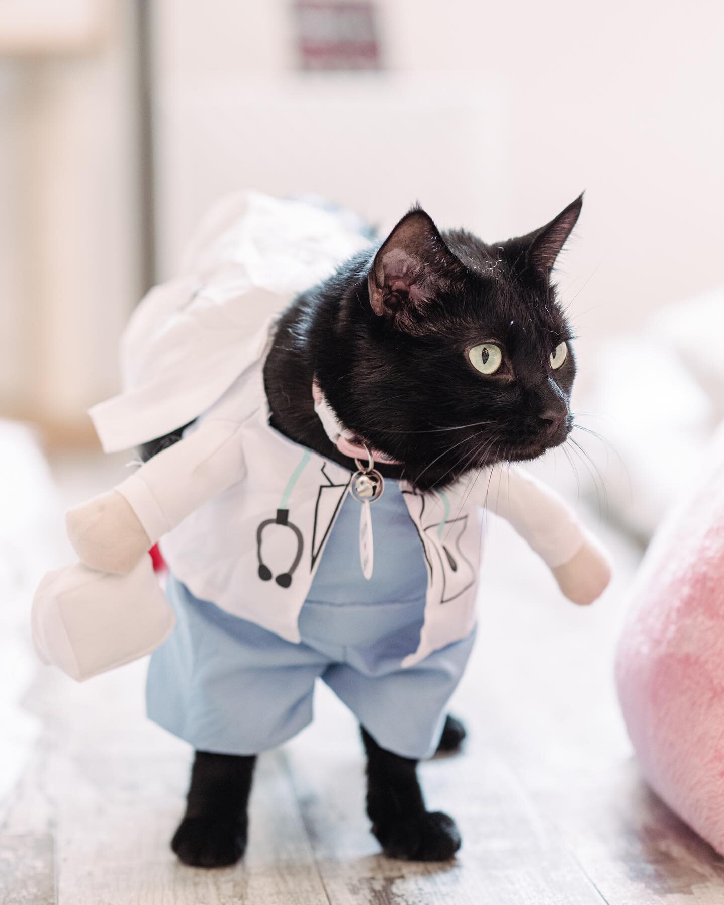 Meet Dr. Salem, here to thank you all for your support of our Cat Health Fund this week! 😸💗🩺 

So far we've raised nearly half of our $5k goal to help us with our healthcare costs, all thanks to your support! With your continued support, we can en