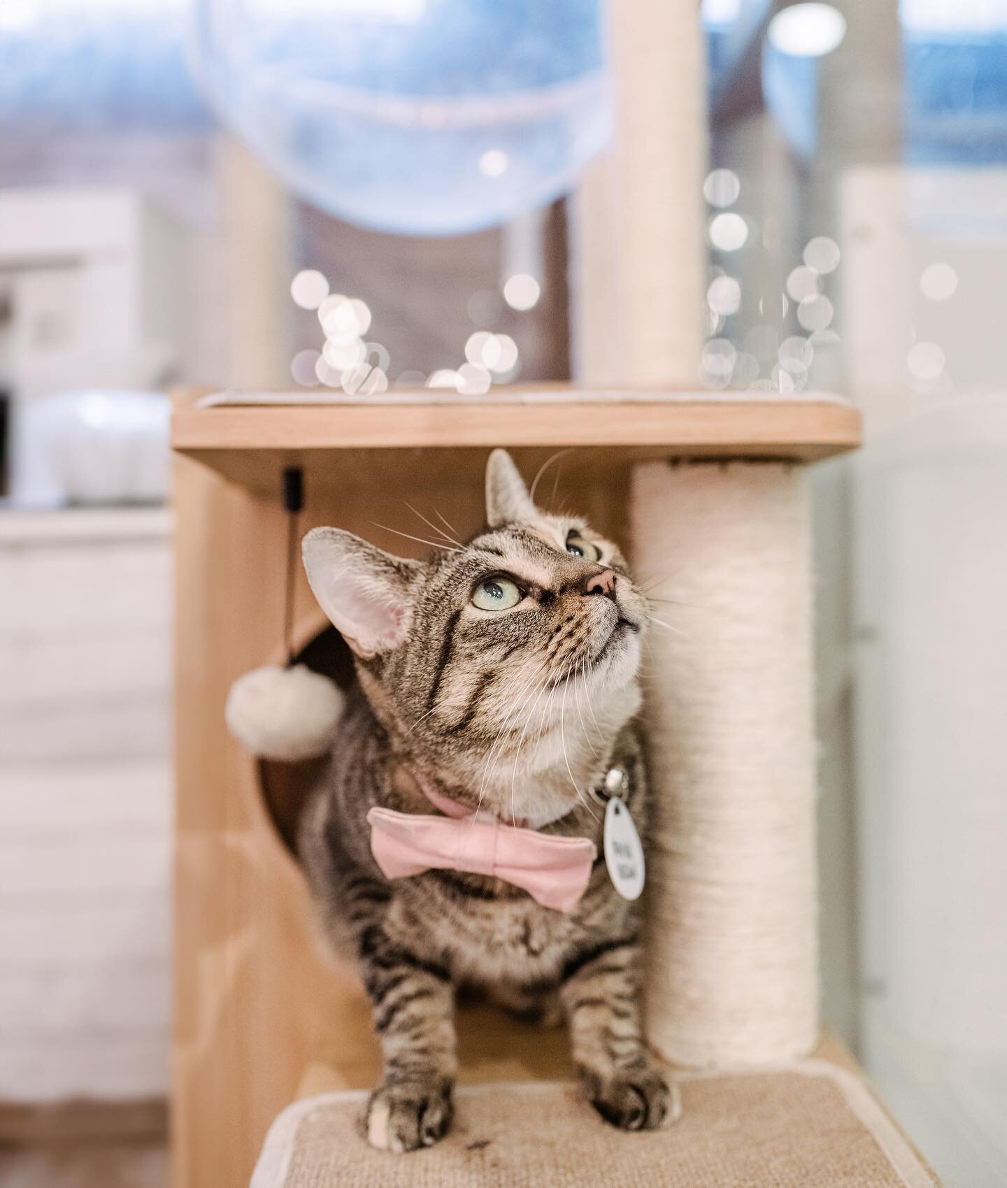 Meet Fava Bean, a survivor with a heart of gold! 💗 This sweet girl's journey started in a challenging hoarding situation, where she was one of over 120 cats rescued in West Virginia. Alongside her pals Navy Bean and Kidney Bean, who were adopted thi