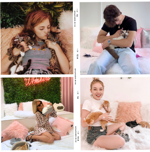 Visit DC — Crumbs & Whiskers