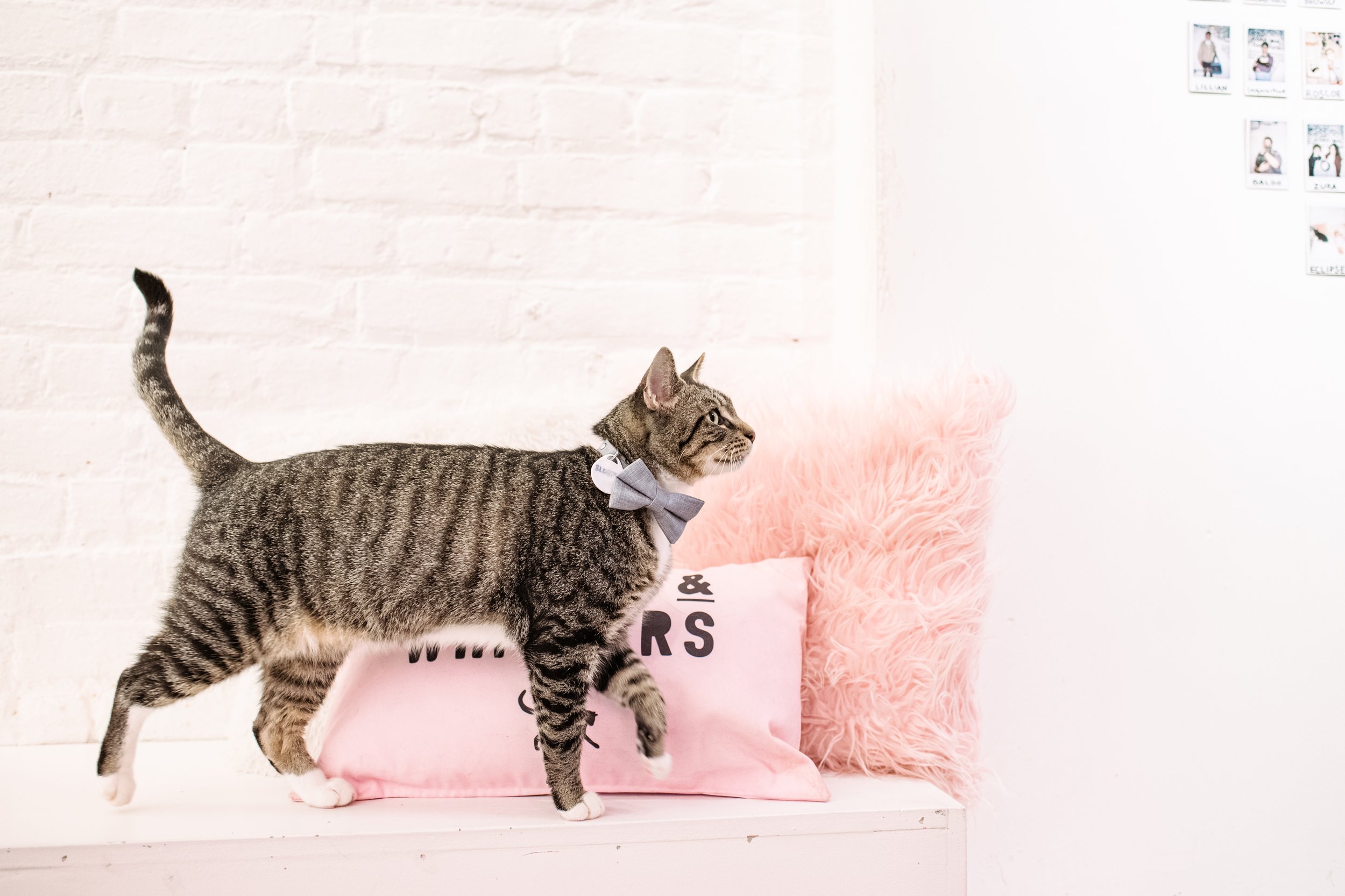 Kitten & Cat Café | Crumbs & Whiskers