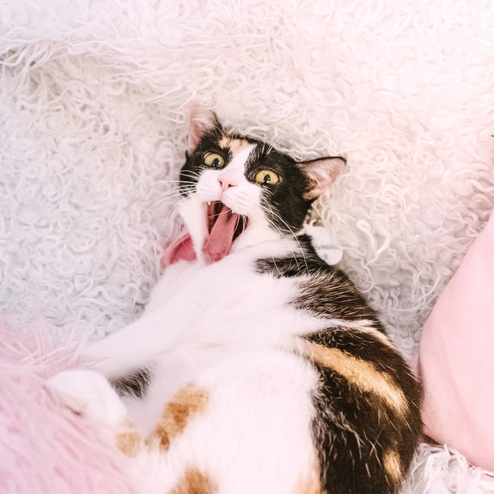 Cat celebrating at crumbs & whiskers cat cafe los angeles