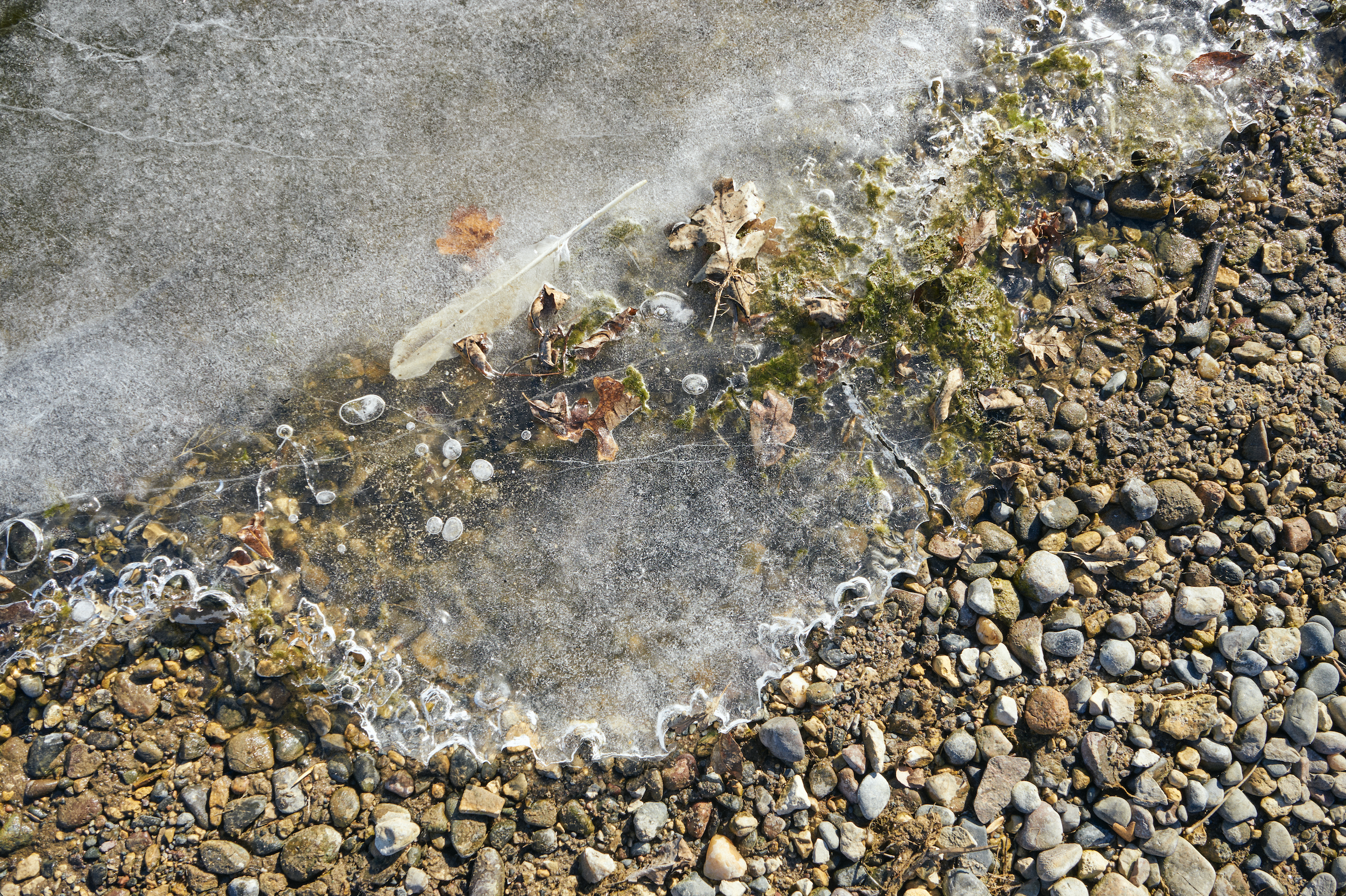 Frozen shoreline with ice, dried leaves, and pebbles.
