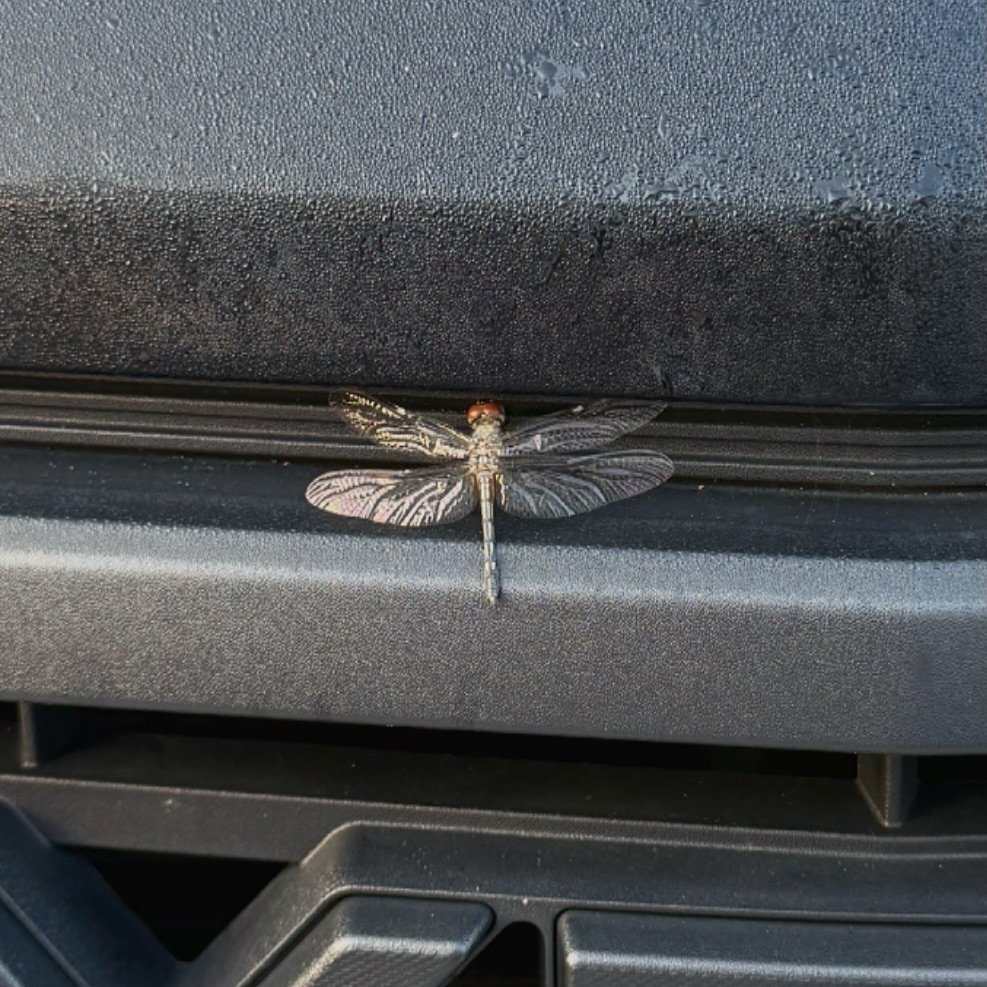 Not a fabulous photo, but an important creature around here. This fella landed on my car this morning and just hung out.

Our logo&rsquo;s a dragonfly because of all it symbolizes like transformation and new beginnings&hellip;the right messenger for 