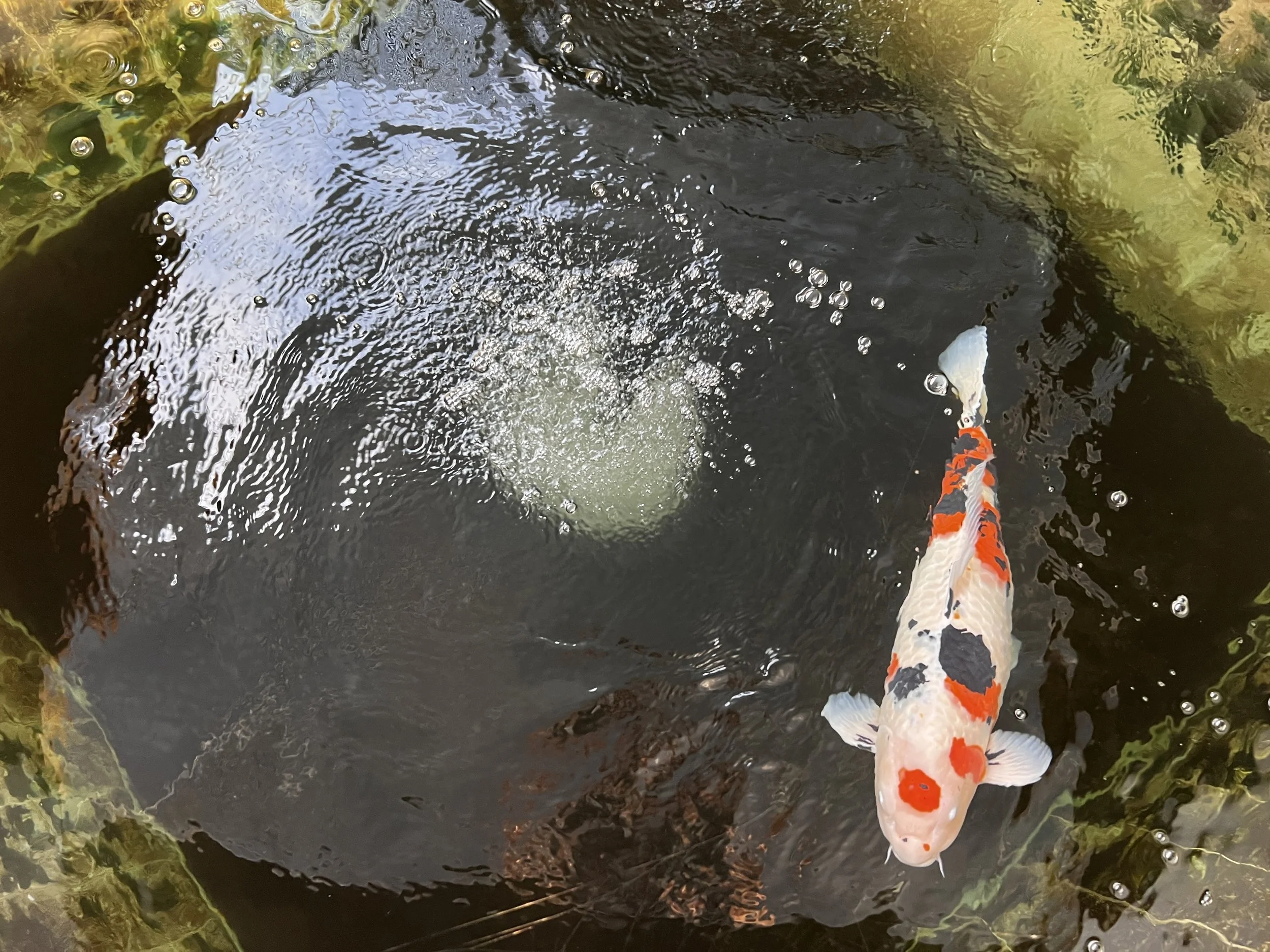 The Aqua Farm — Lily Pond RV