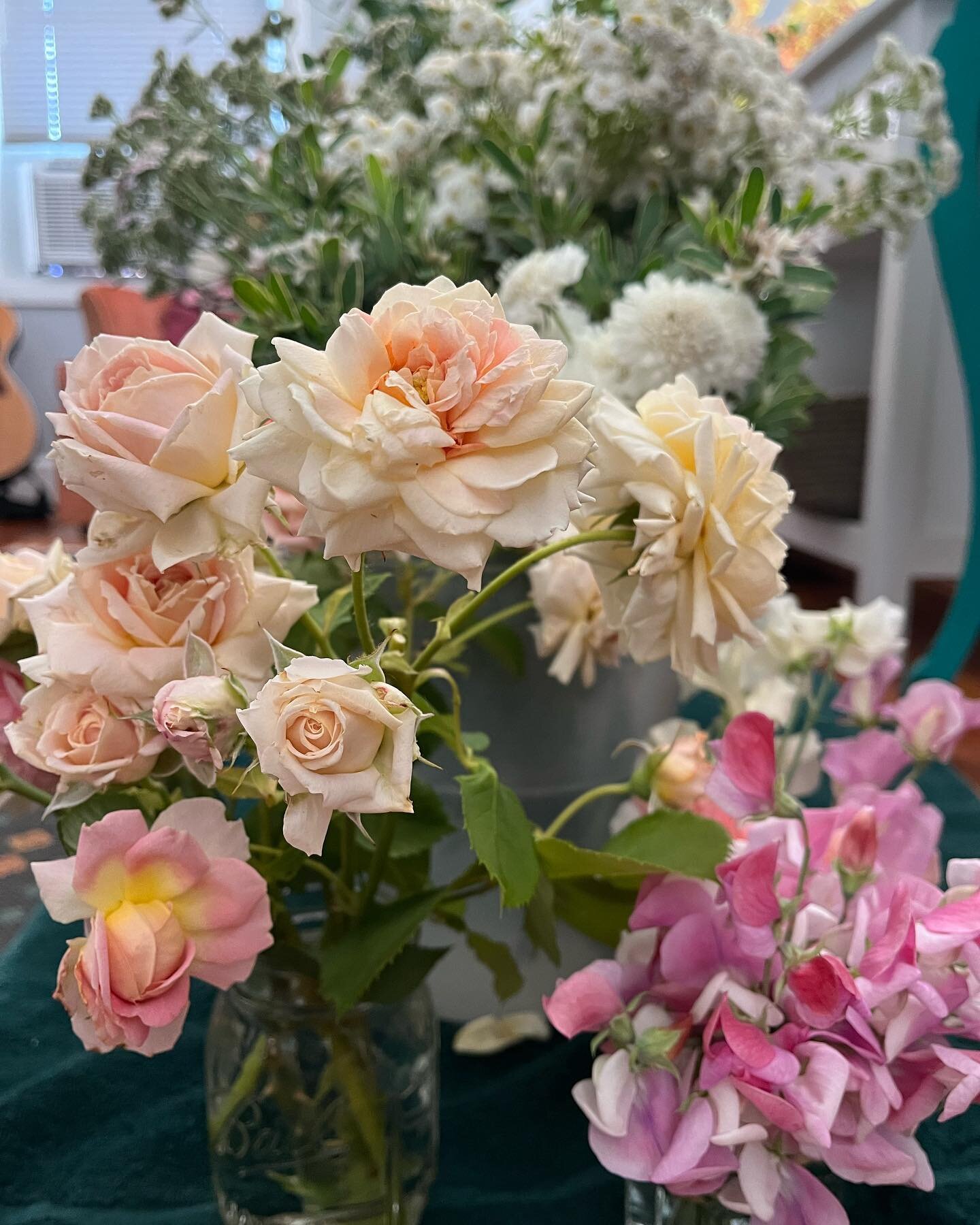 Completed my first wholesale order today - for a florist prepping for a beautiful wedding happening this weekend. Pictured here: queen of hearts sweet peas, fun in the sun roses and state of Grace roses, double feverfew, summer Daphne, white yarrow, 