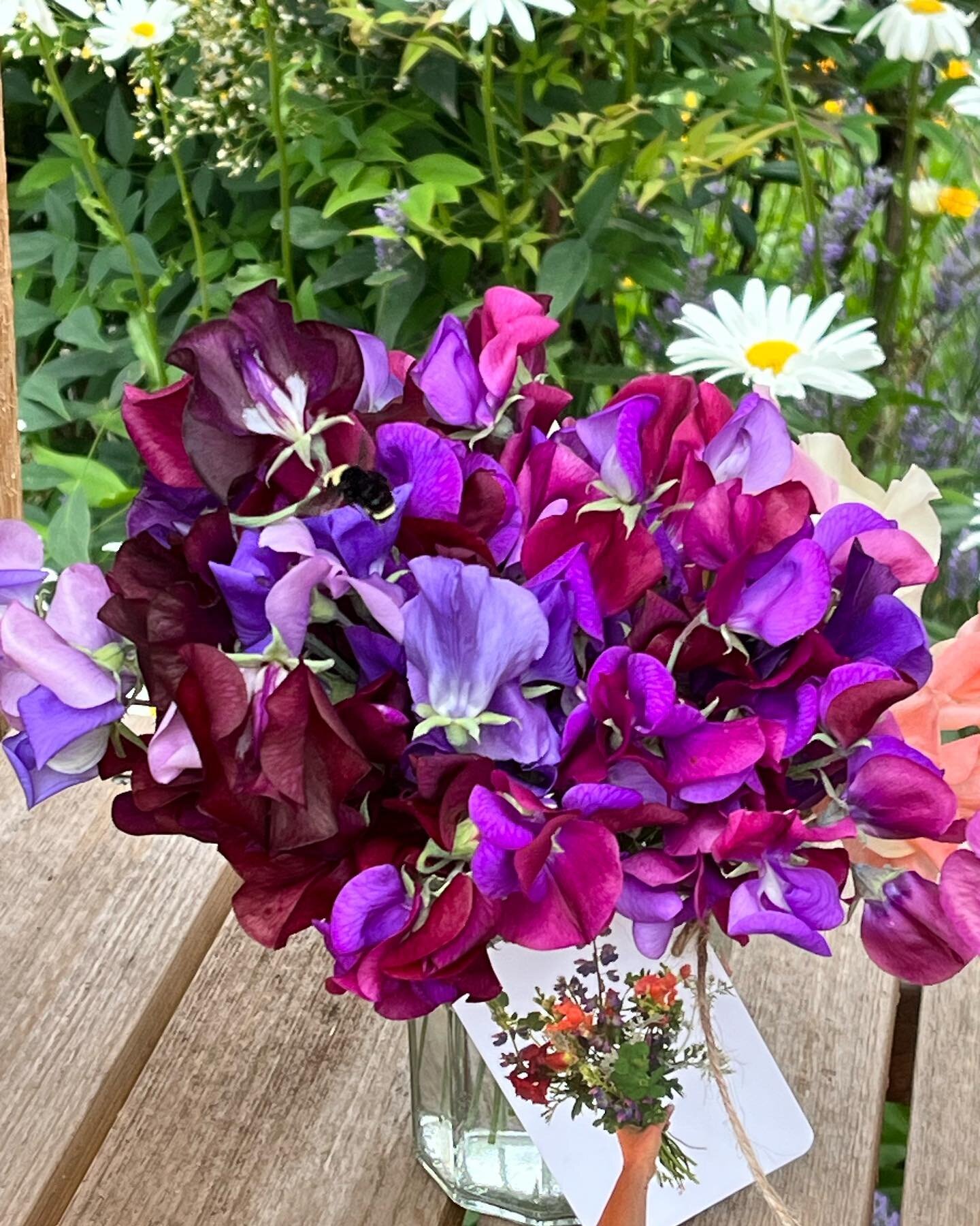 Flower stand is open! $10 for sweet peas. The sweet pea season is almost over so if you haven&rsquo;t sniffed these beauties you are missing out!